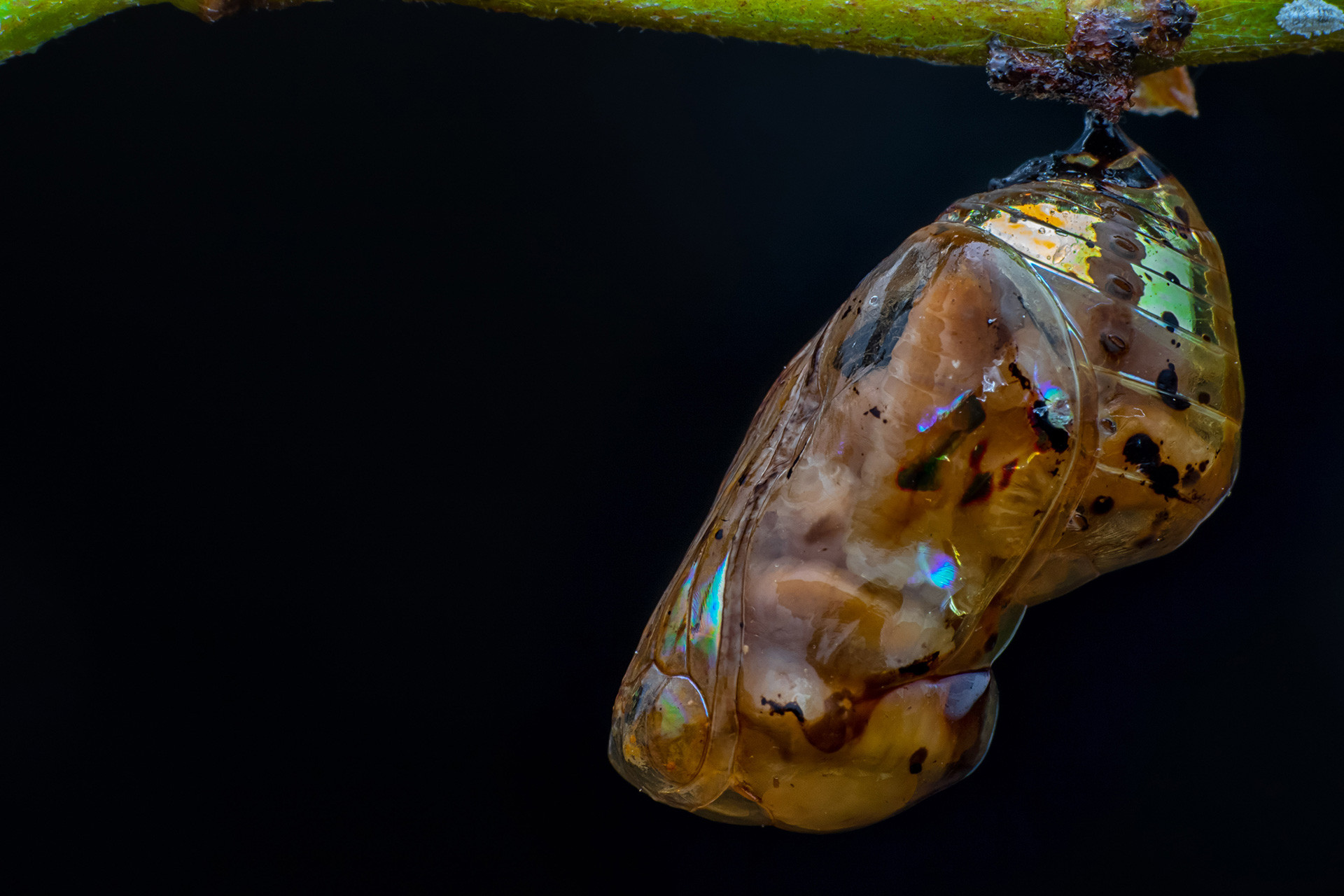Common Baron Butterfly pupa infected by parasitic wasps