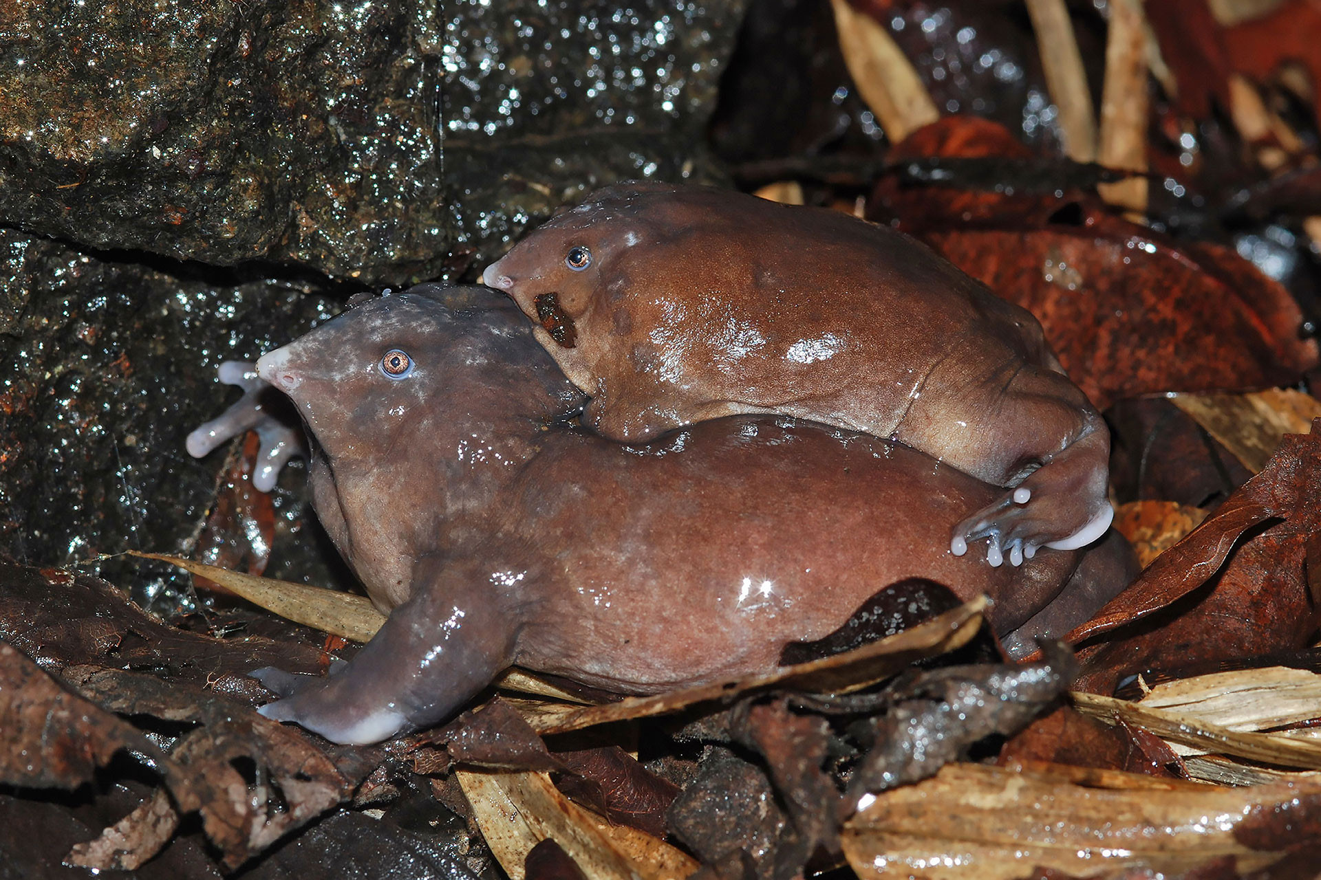      Purple Frog Amplexus | Nature Infocus