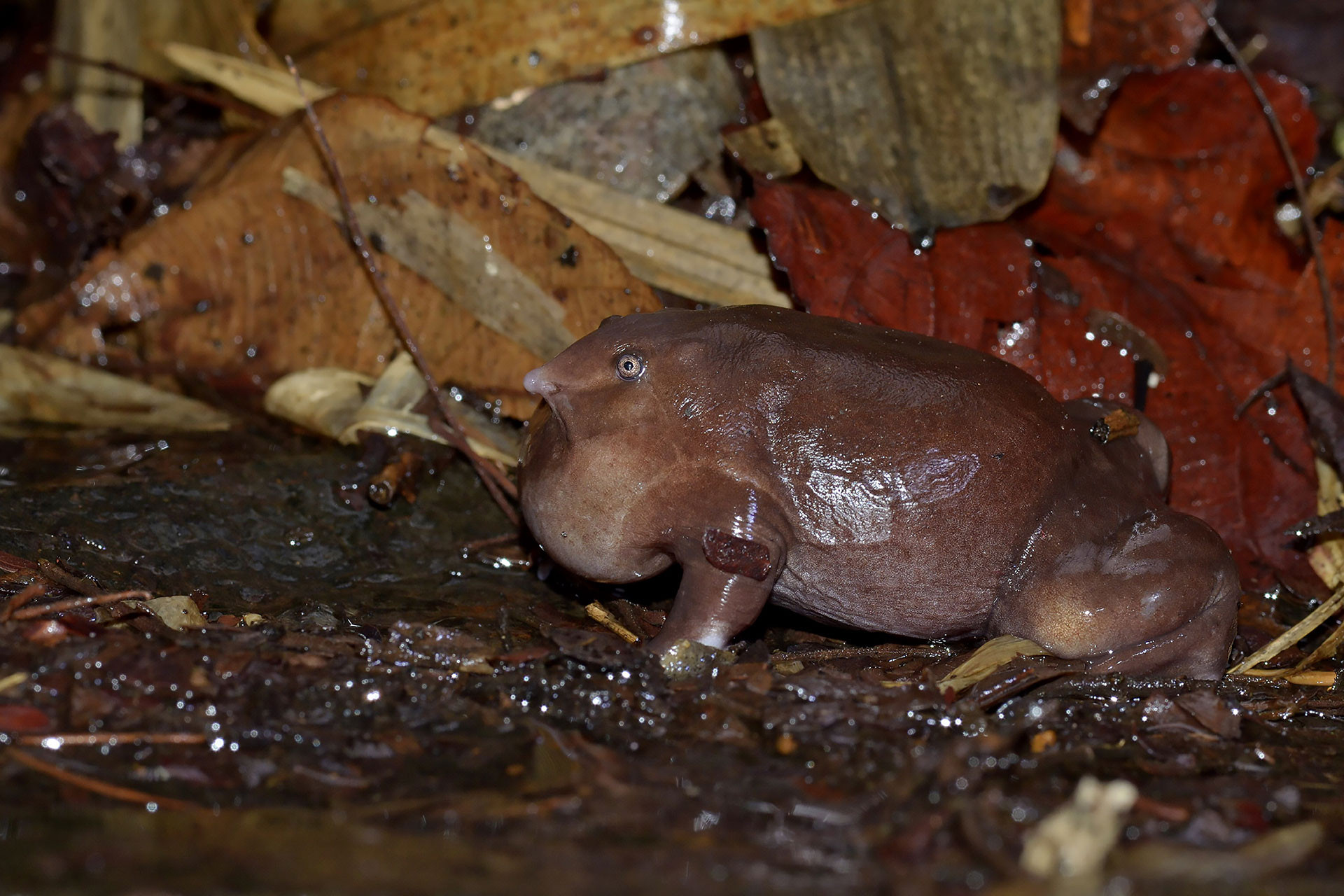      Purple Frog Calling Male | Nature Infocus