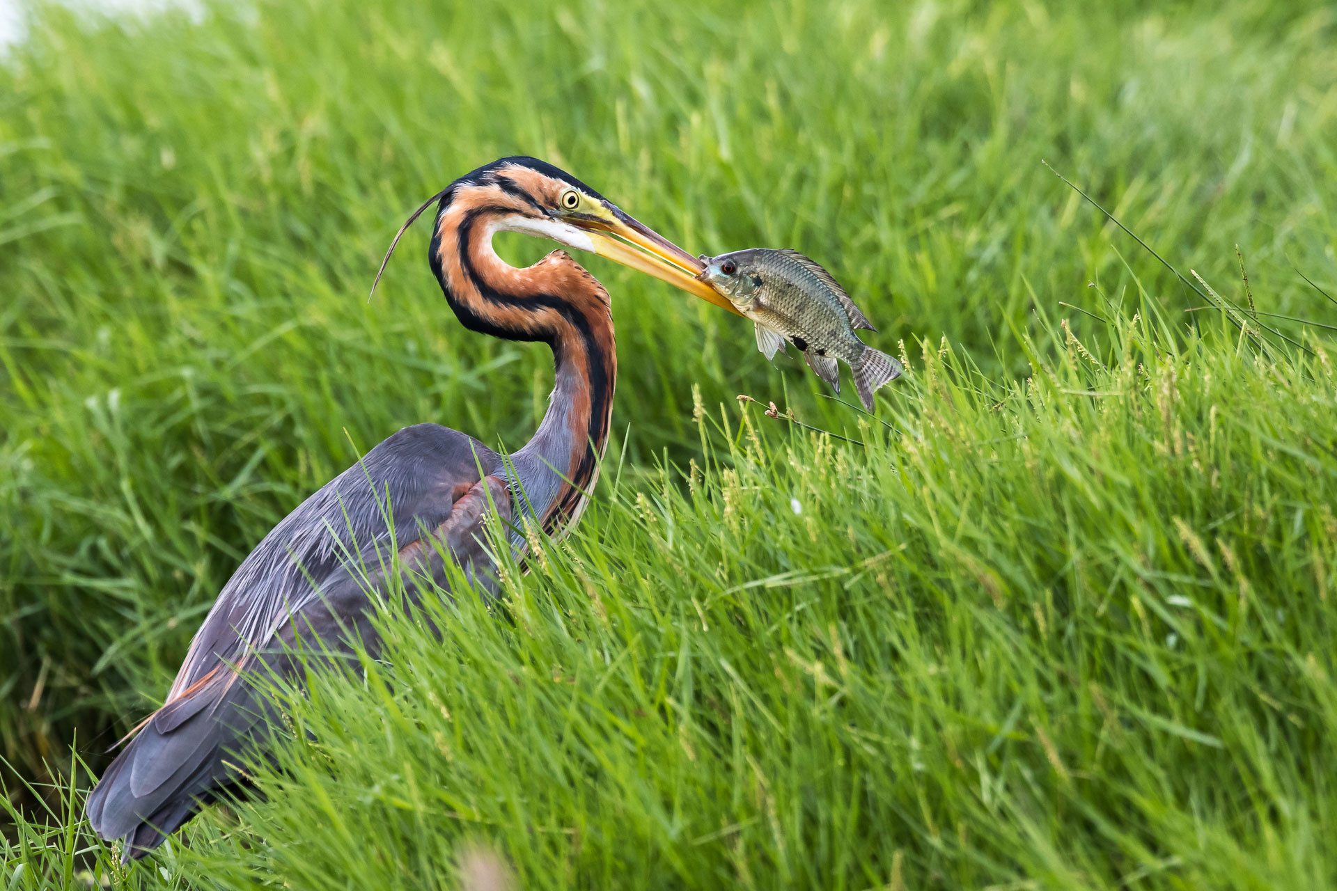 Purple heron eating fish near a wetland