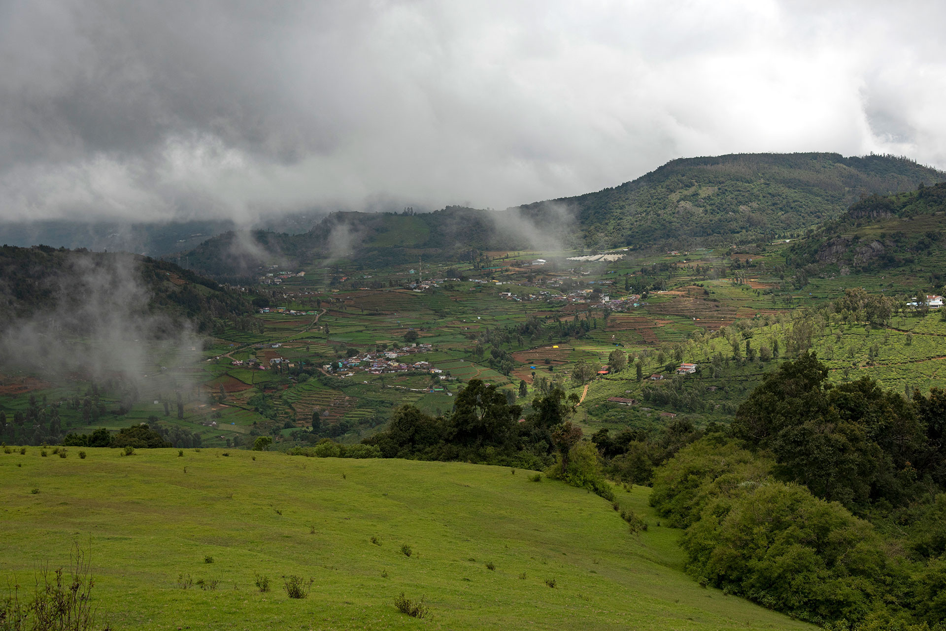 Non native Kikuyu Pennisetum clandestinum grass in the Nilgiris in Western Ghats