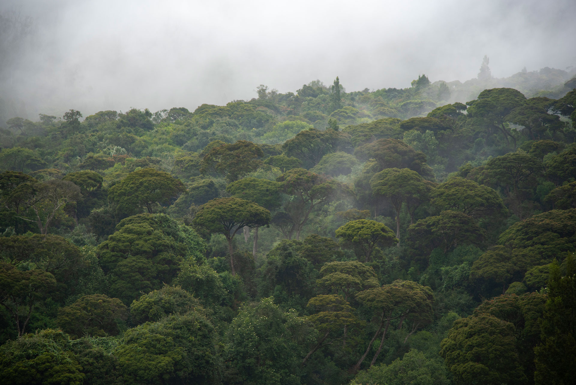 Shola forest canopy in the Western Ghats