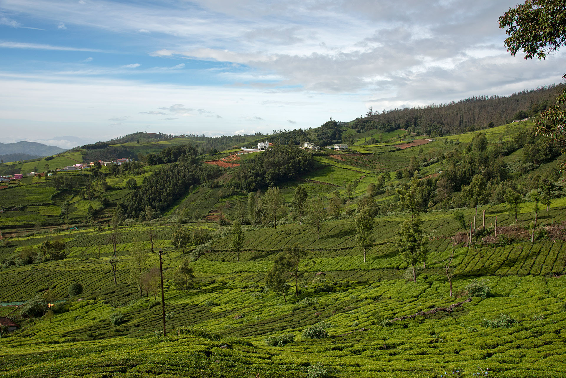 Tea estates and mountains in the Nilgiris