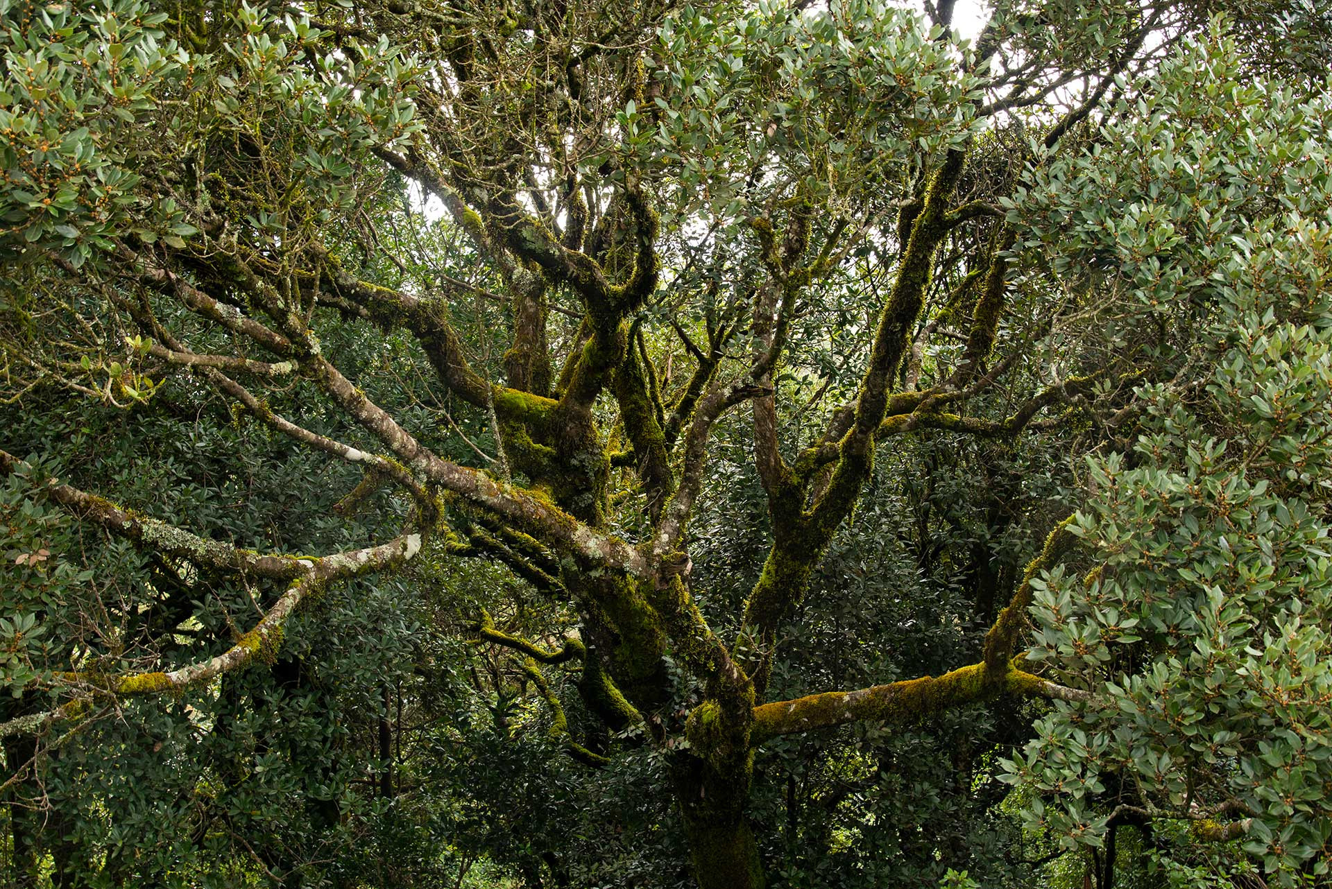Fern and moss on a shola forest tree in the Western Ghats