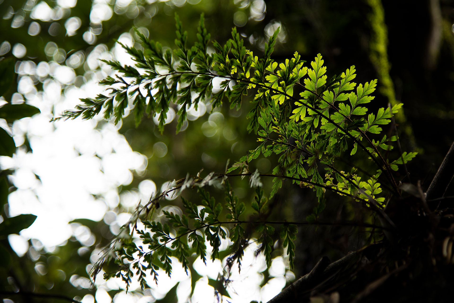Ferns in a shola forest in the Western Ghats