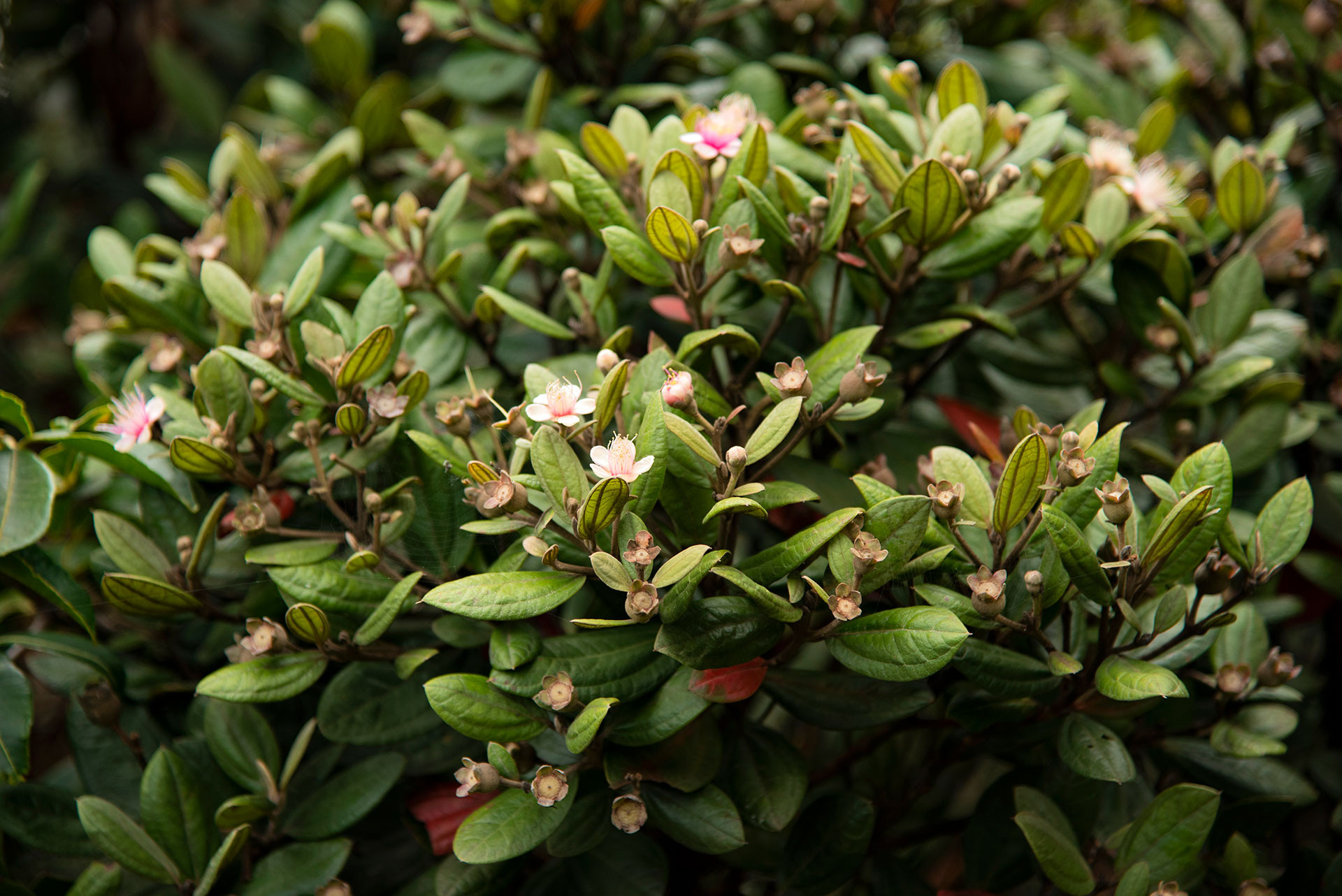 Hill Guava Rhodomyrtus tomentosa in shola grassland habitat in the Nilgiris in Western Ghats