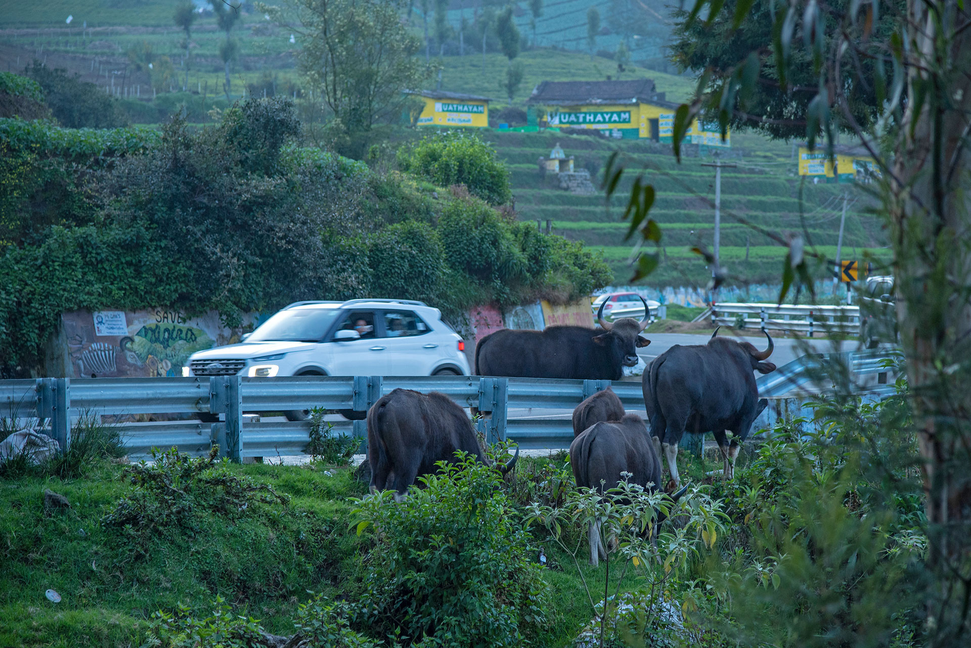 Gaur on the road in Ooty in Nilgiris