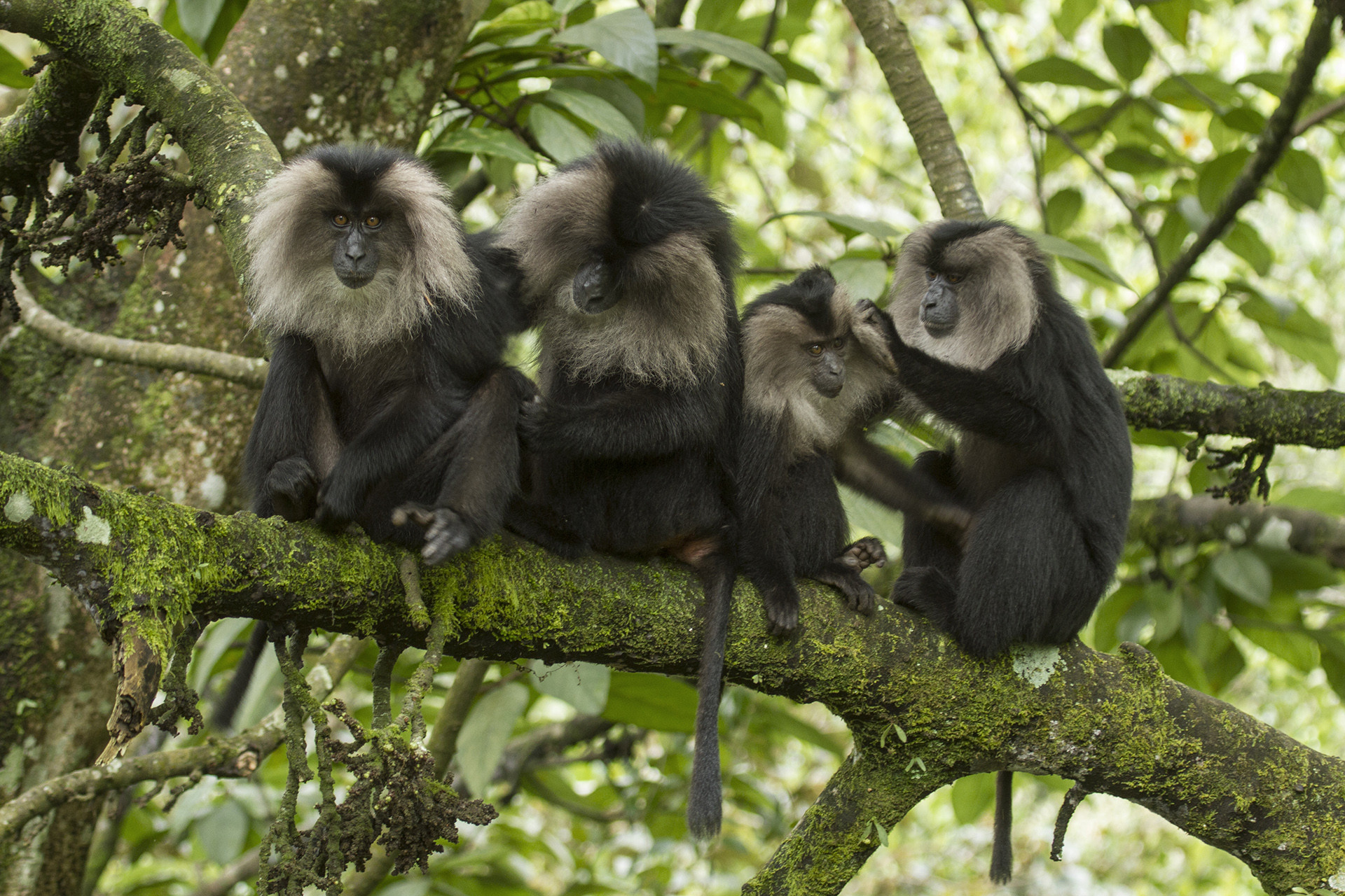 A troop of lion tailed macaques grooming each other