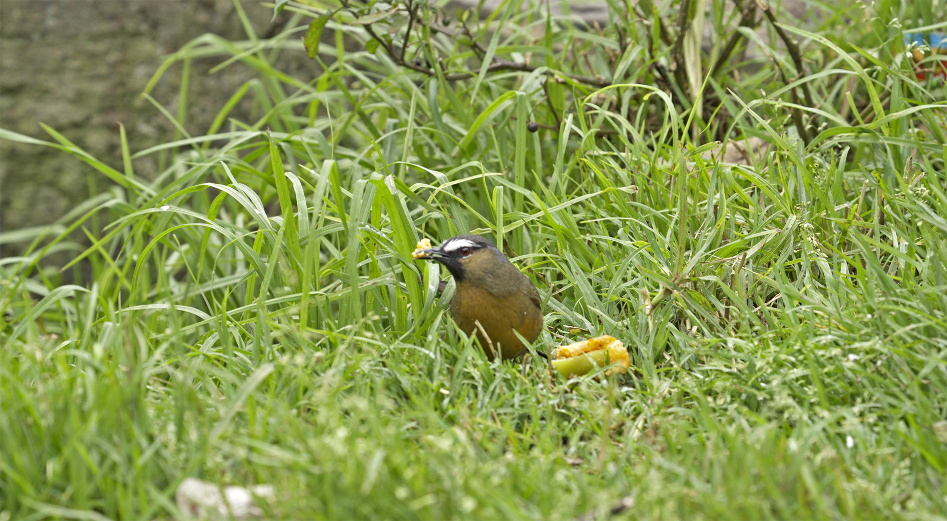 Nilgiri Laughingthrush eating garbage in Ooty