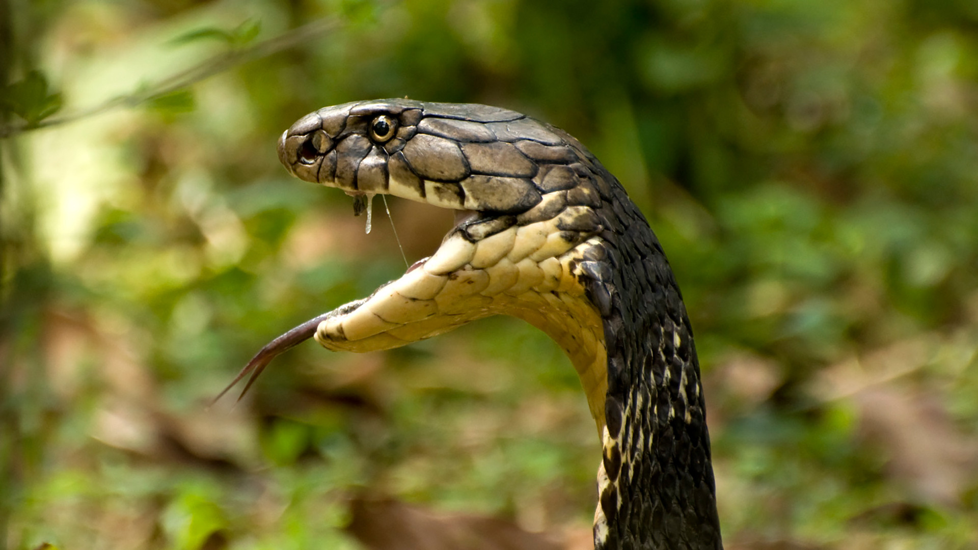 King Cobra with its fangs showing | Nature inFocus