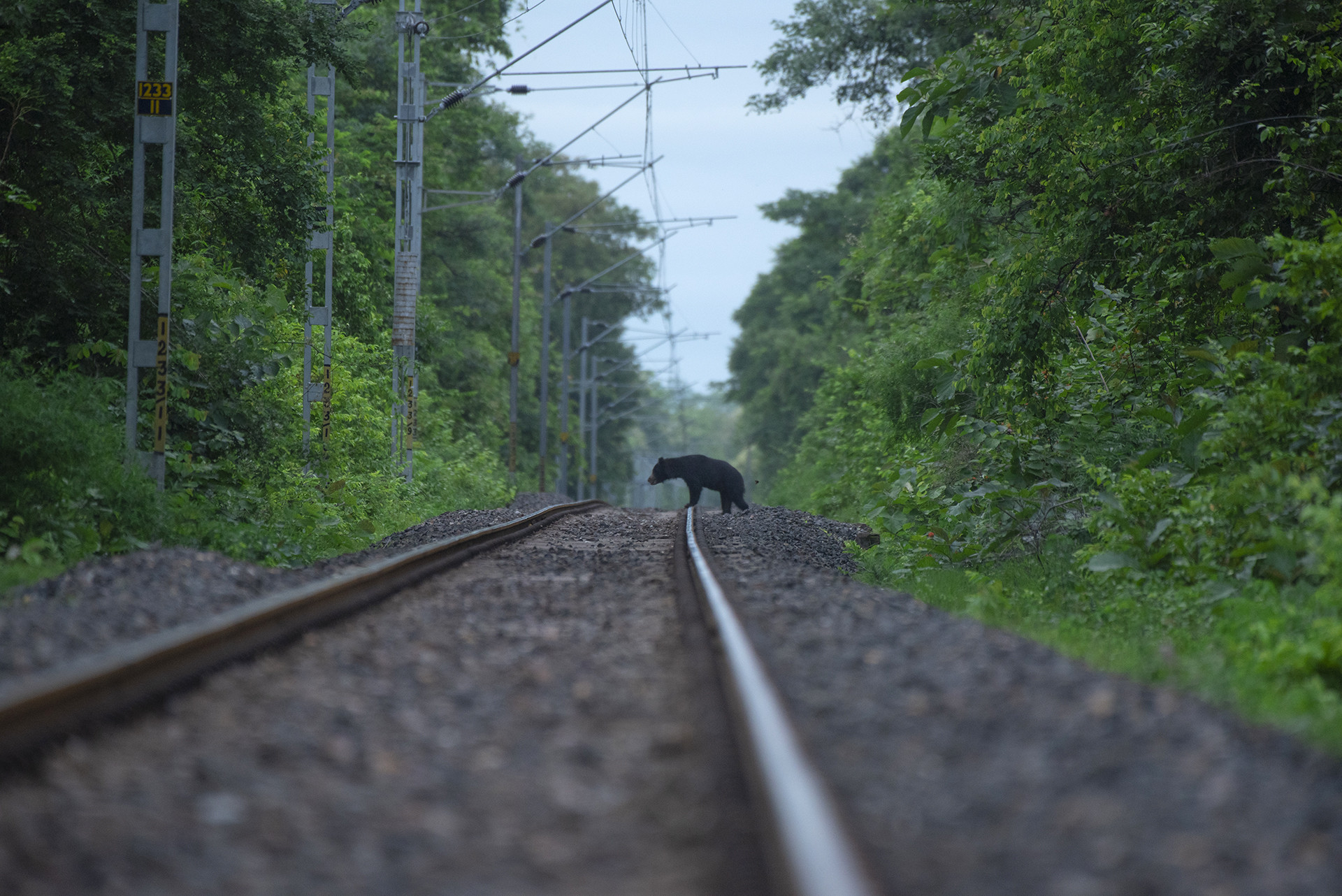 Sloth Bear on a railway track in Chandrapur Maharashtra