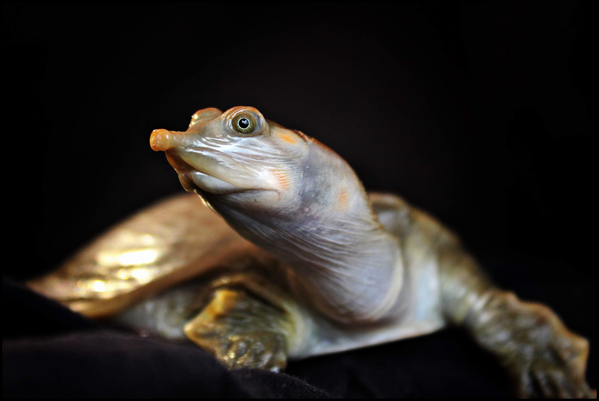 Leith's Softshell Turtle
