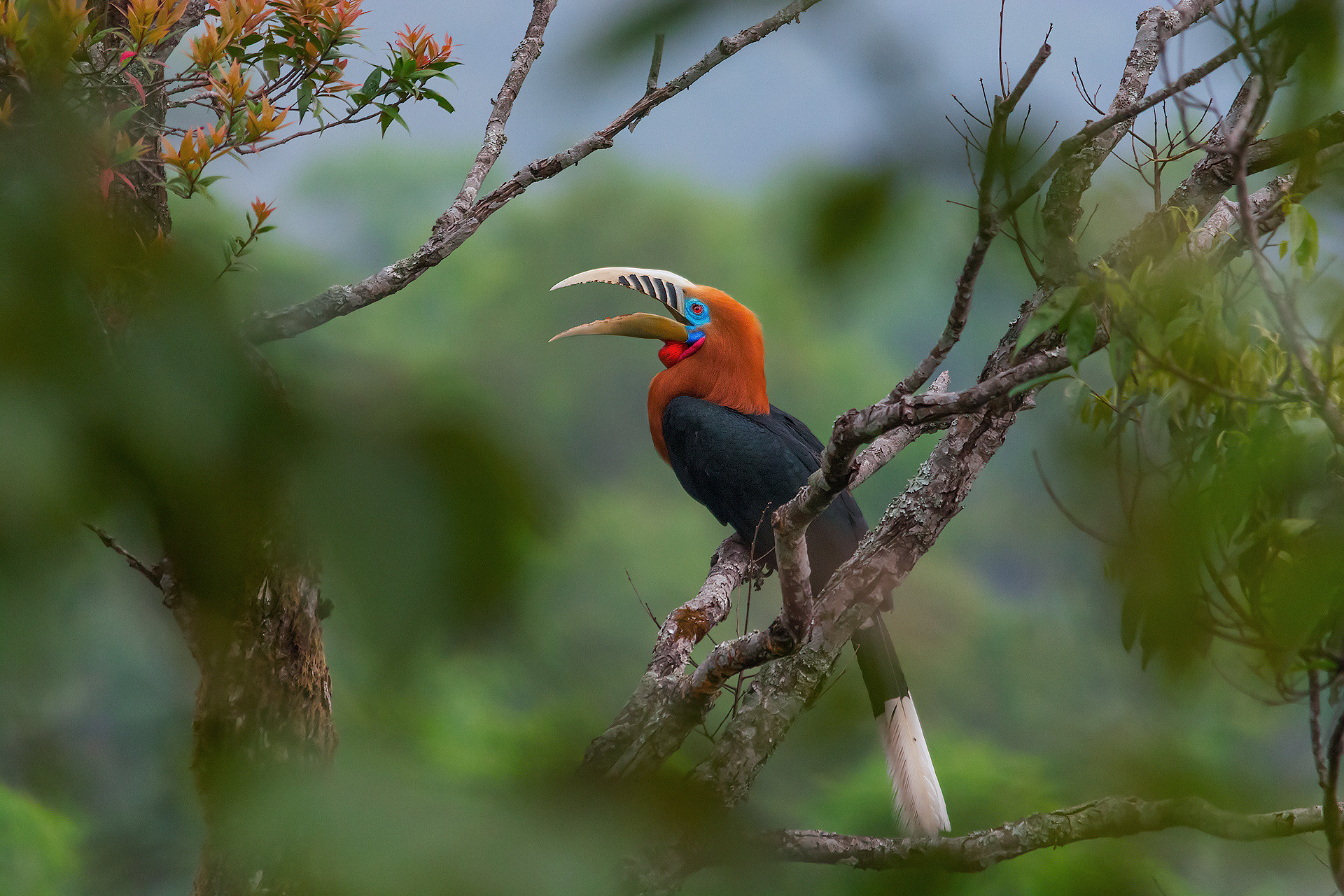 Rufous necked Hornbill male in Latpanchar West Bengal