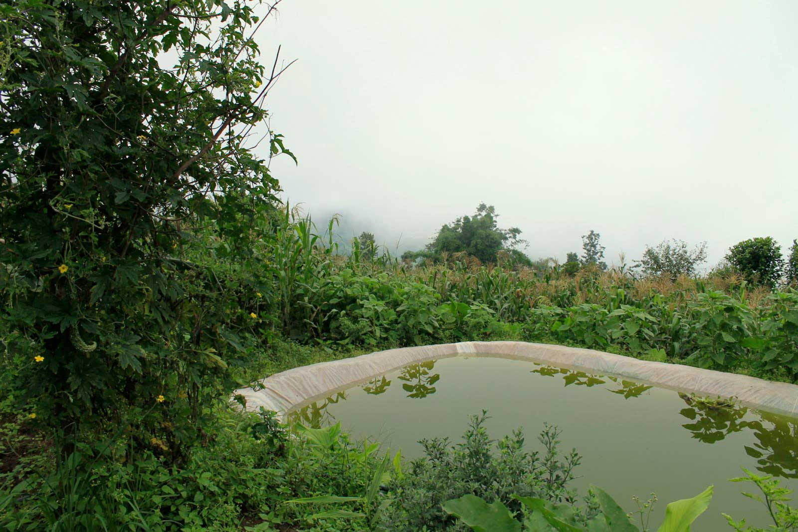 Rainwater Harvesting