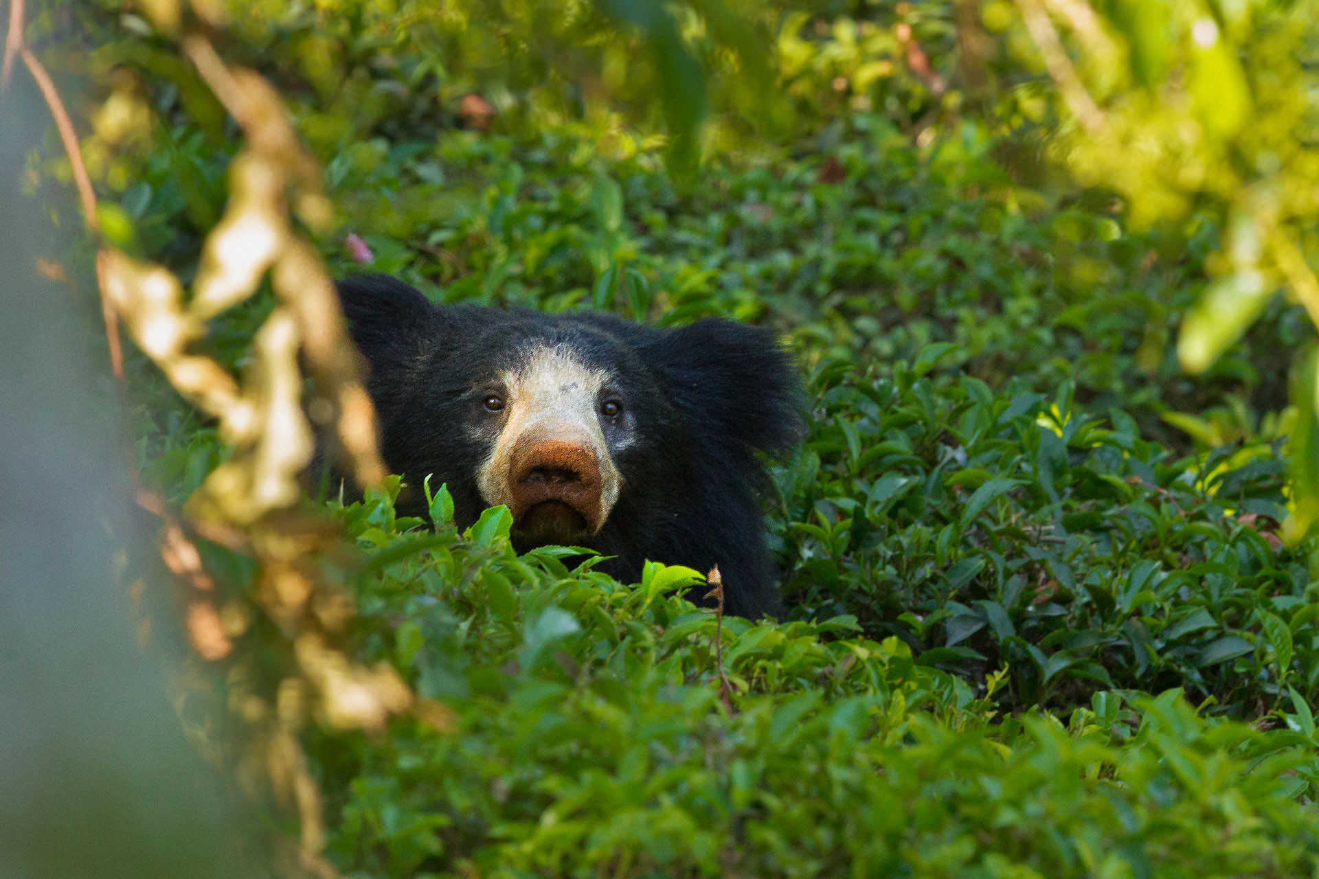 Sloth bear in a tea estate in Kotagiri Ooty Nilgiris Tamil Nadu