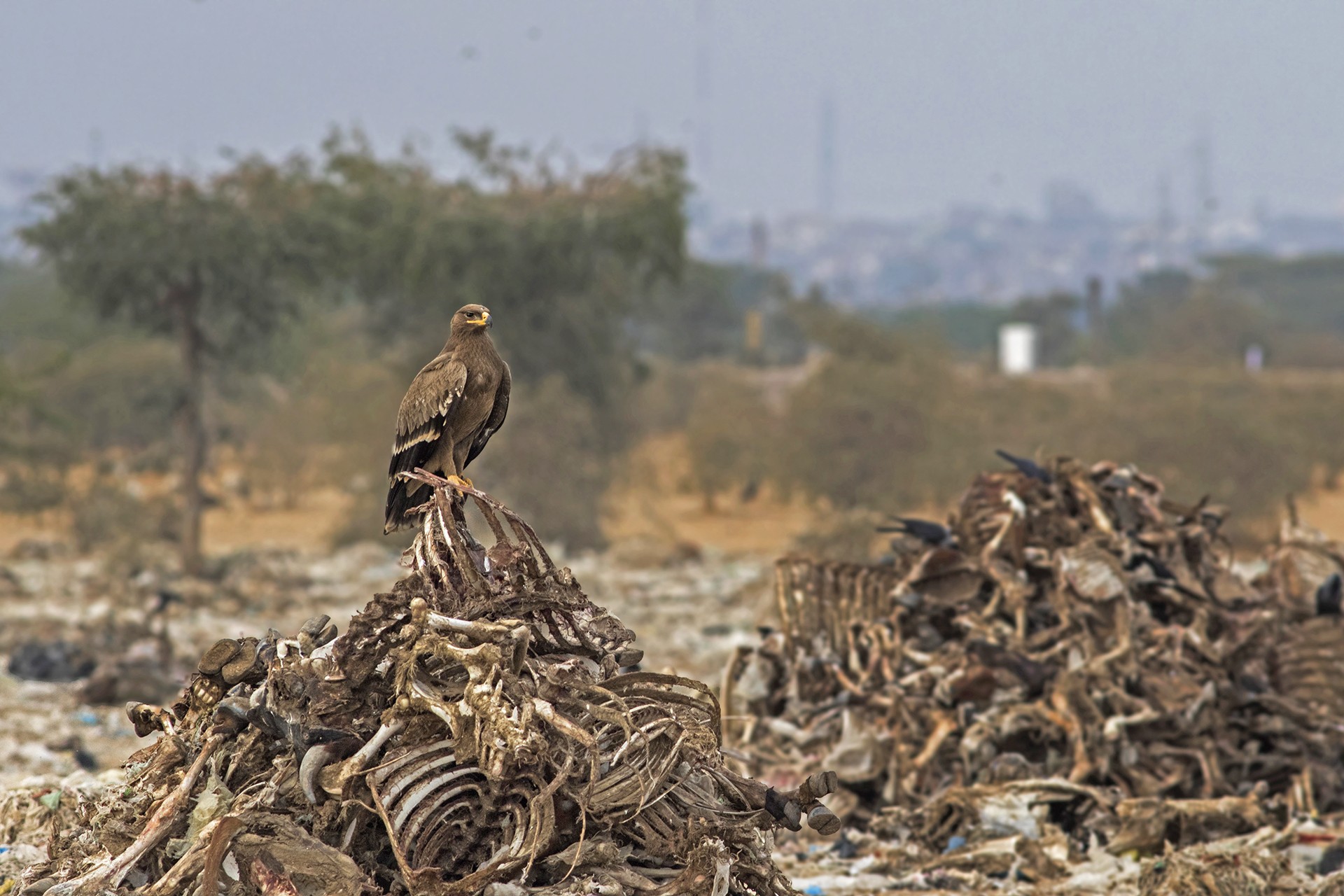 Rajdeep mitra - In Danger | Nature inFocus