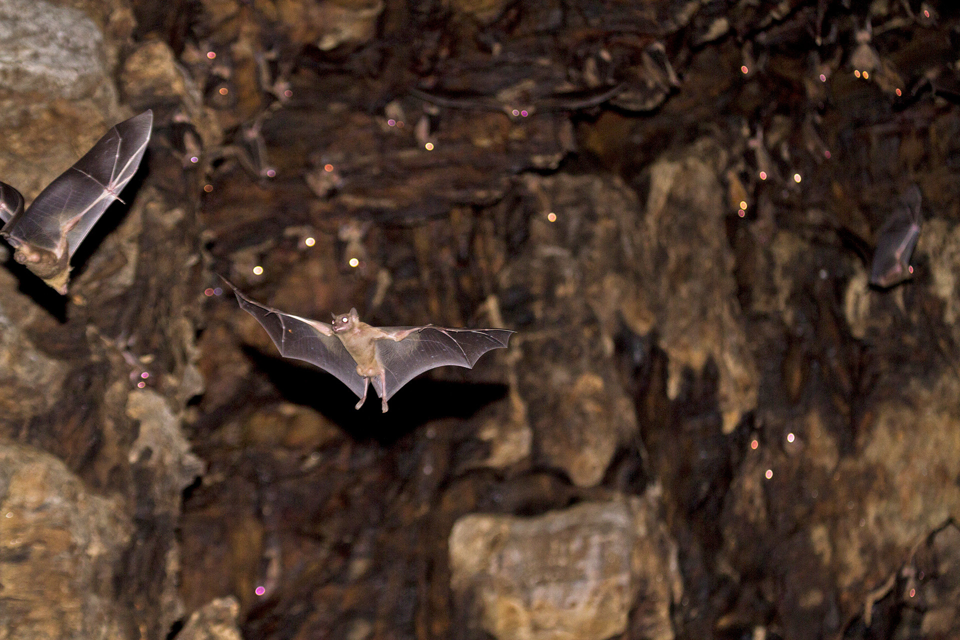Leschenault's Rousettes roosting in a temple | Nature inFocus