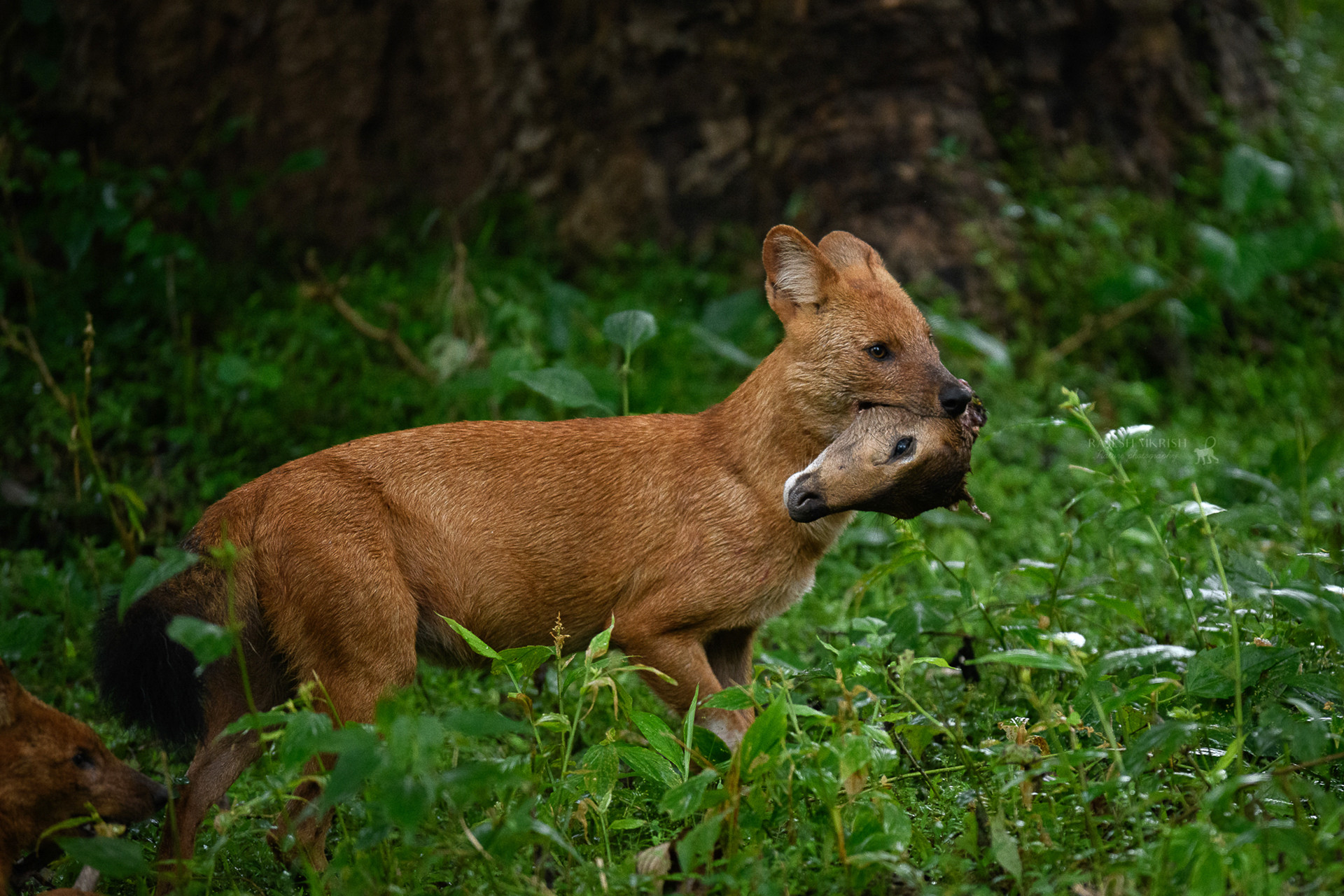 Dhole with the head of a deer