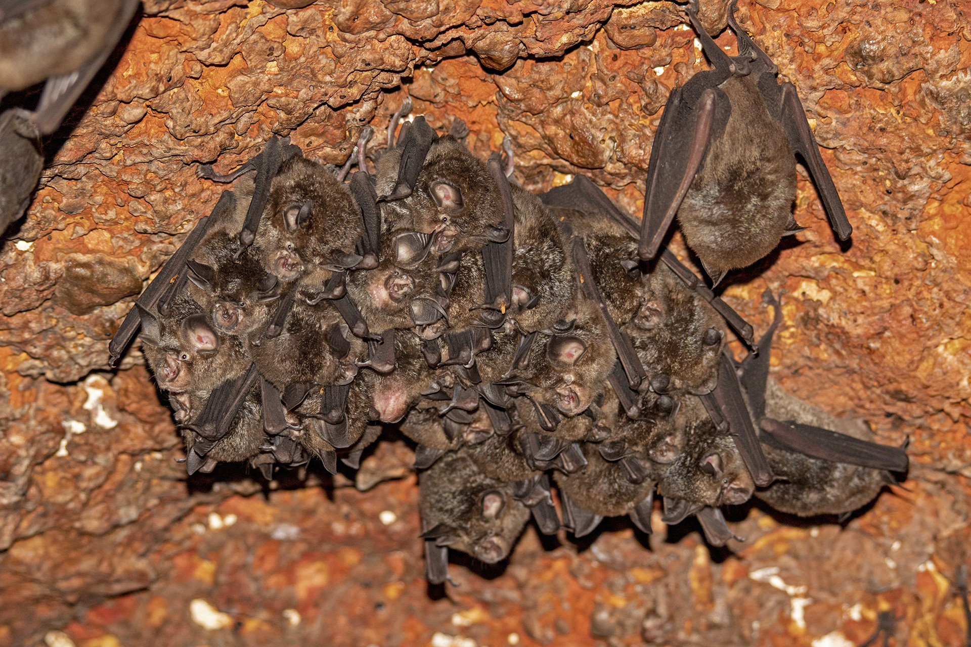 Rufous Horseshoe Bats | Nature inFocus
