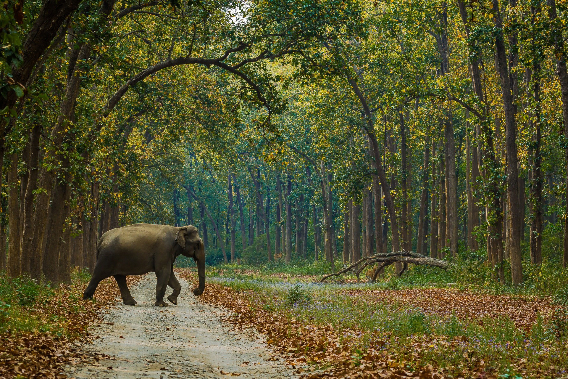 Elephant and Sal trees in Dhikala, Corbett National Park