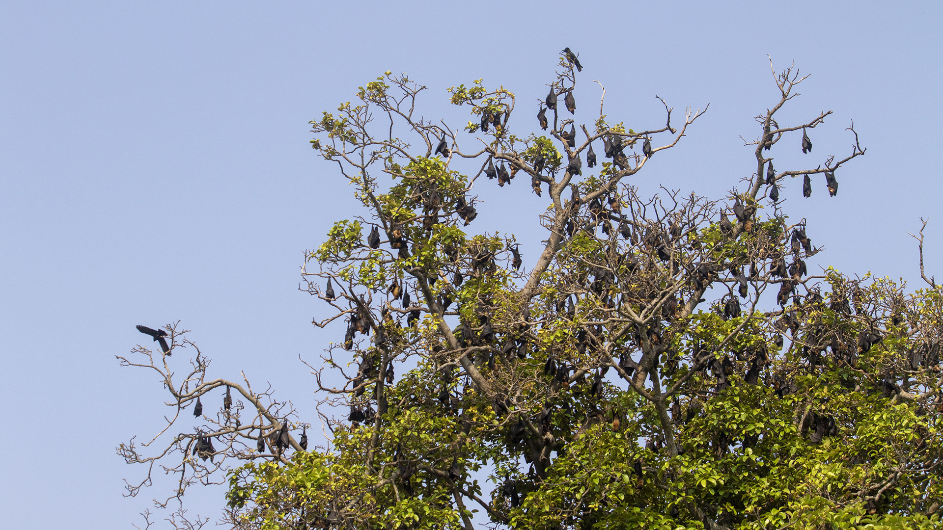A tree with roosting Indian Flying Foxes | Nature inFocus