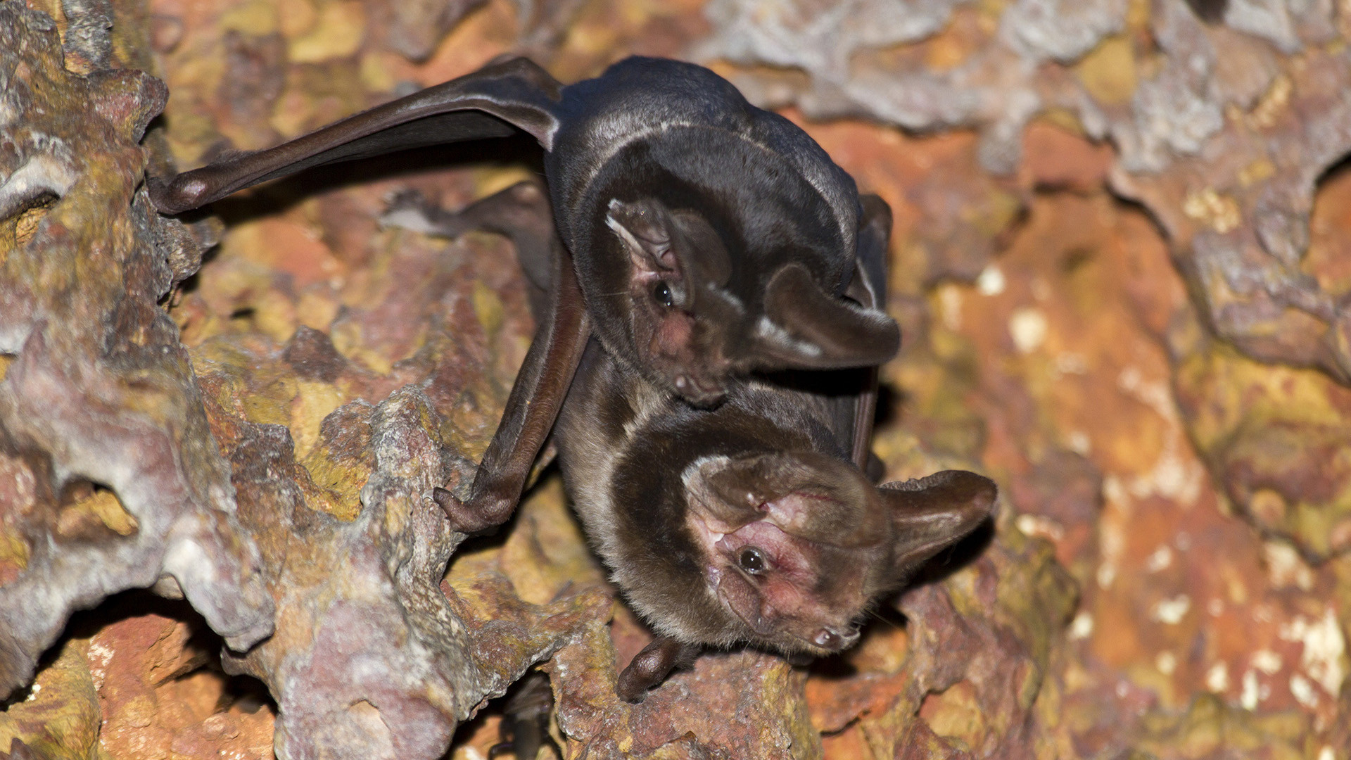 Wroughton’s Free-tailed Bat | Nature inFocus