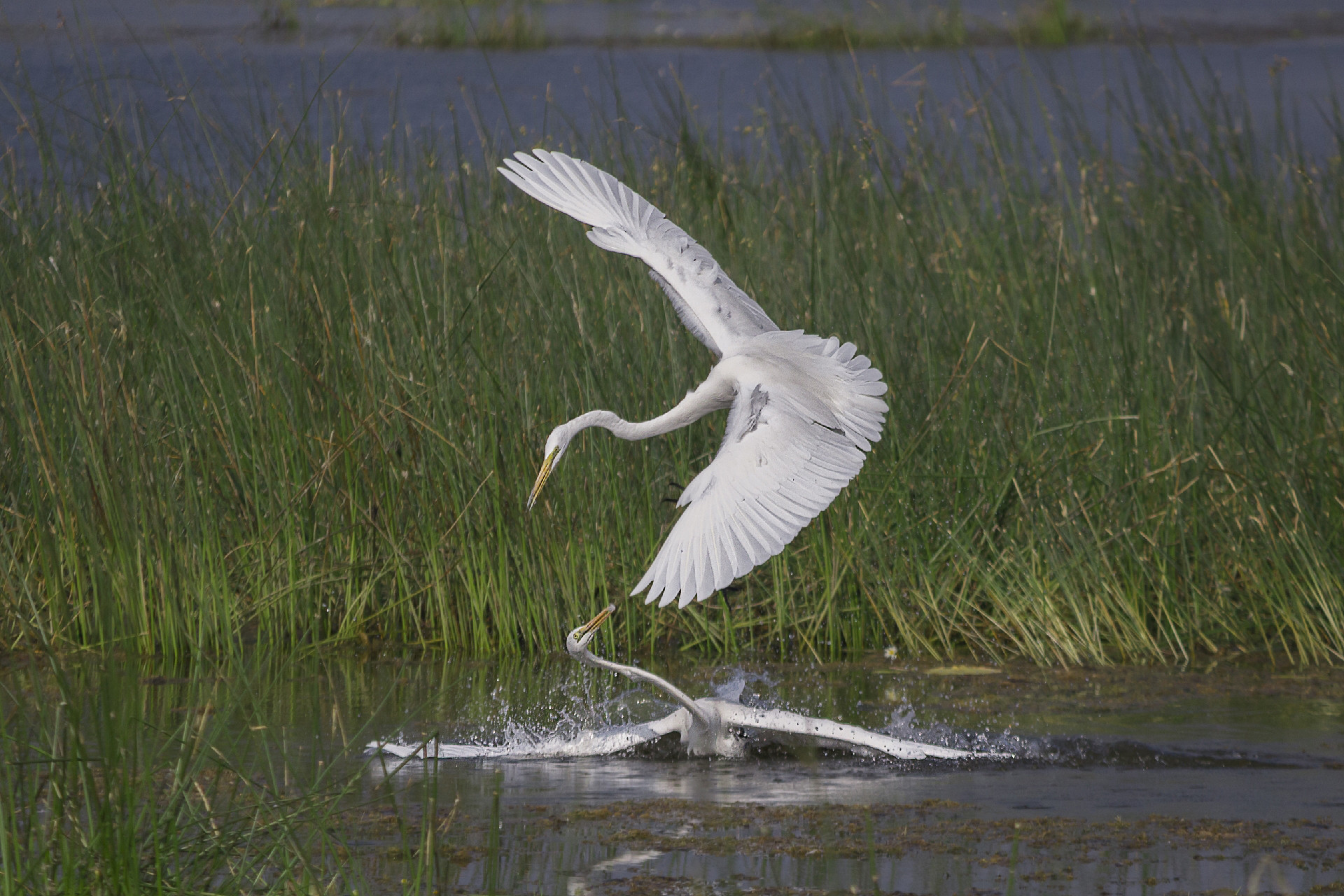 Great Egrets in Wadhwana Lake, Vadodara