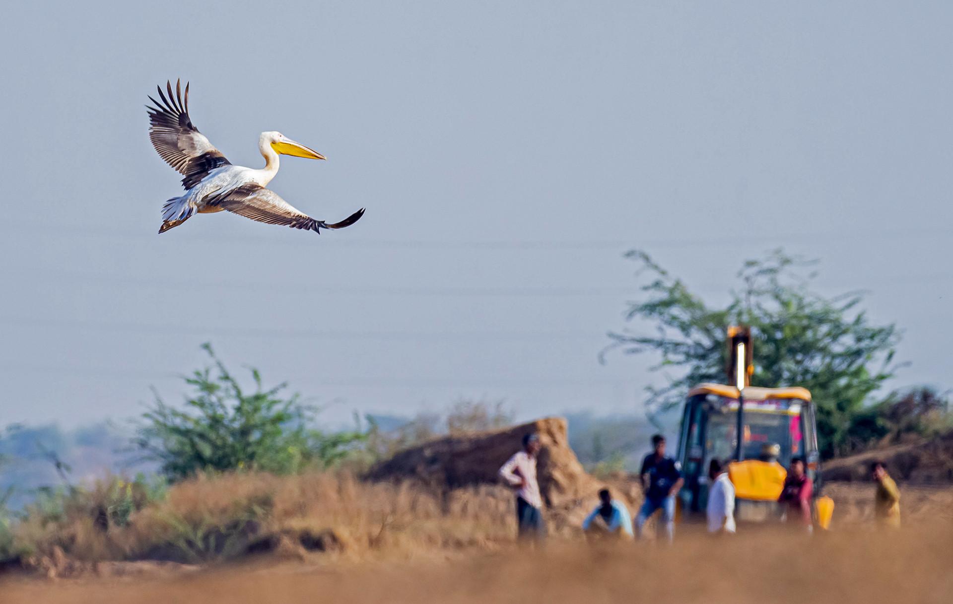 Great White Pelican in Karai, Gandhinagar-Ahmedabad