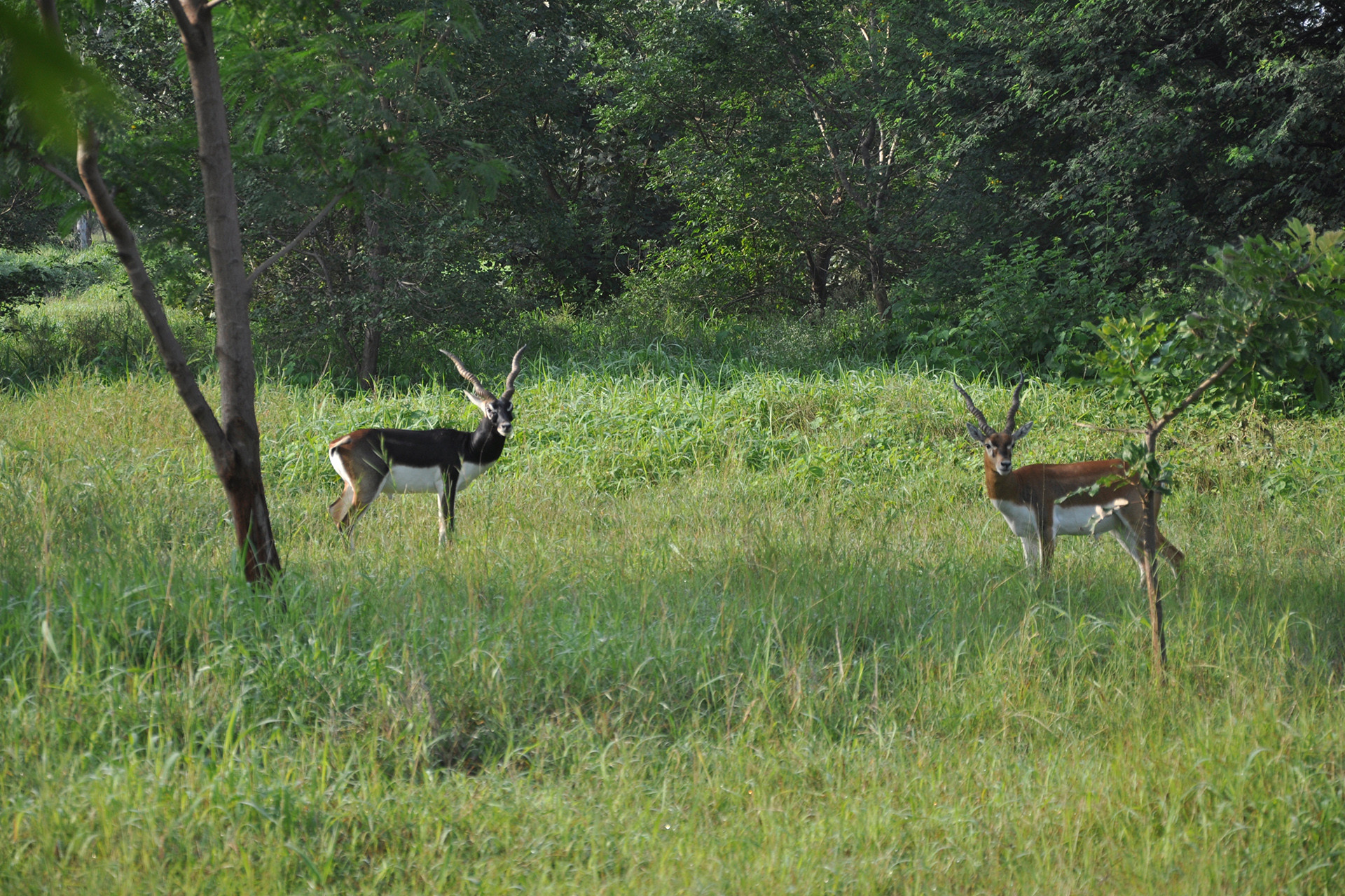 Ralamandal sanctuary - 13 Places To Go Birdwatching In Indore | Nature inFocus