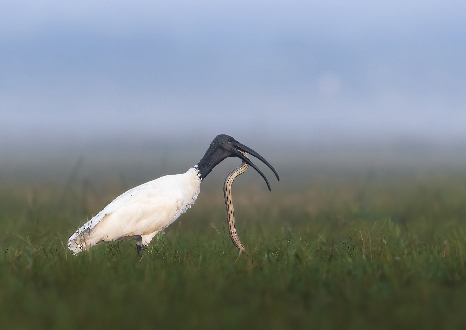 Black-headed Ibis Threskiornis melanocephalus