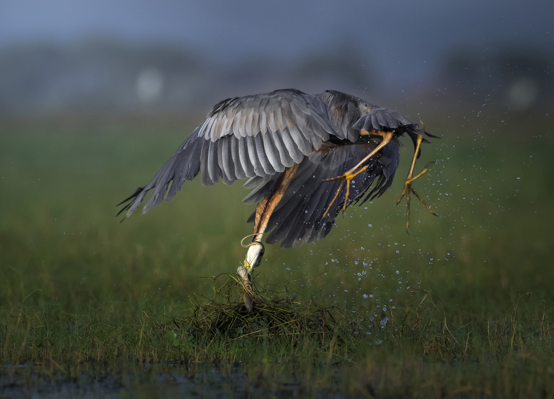 Purple Heron Ardea purpurea