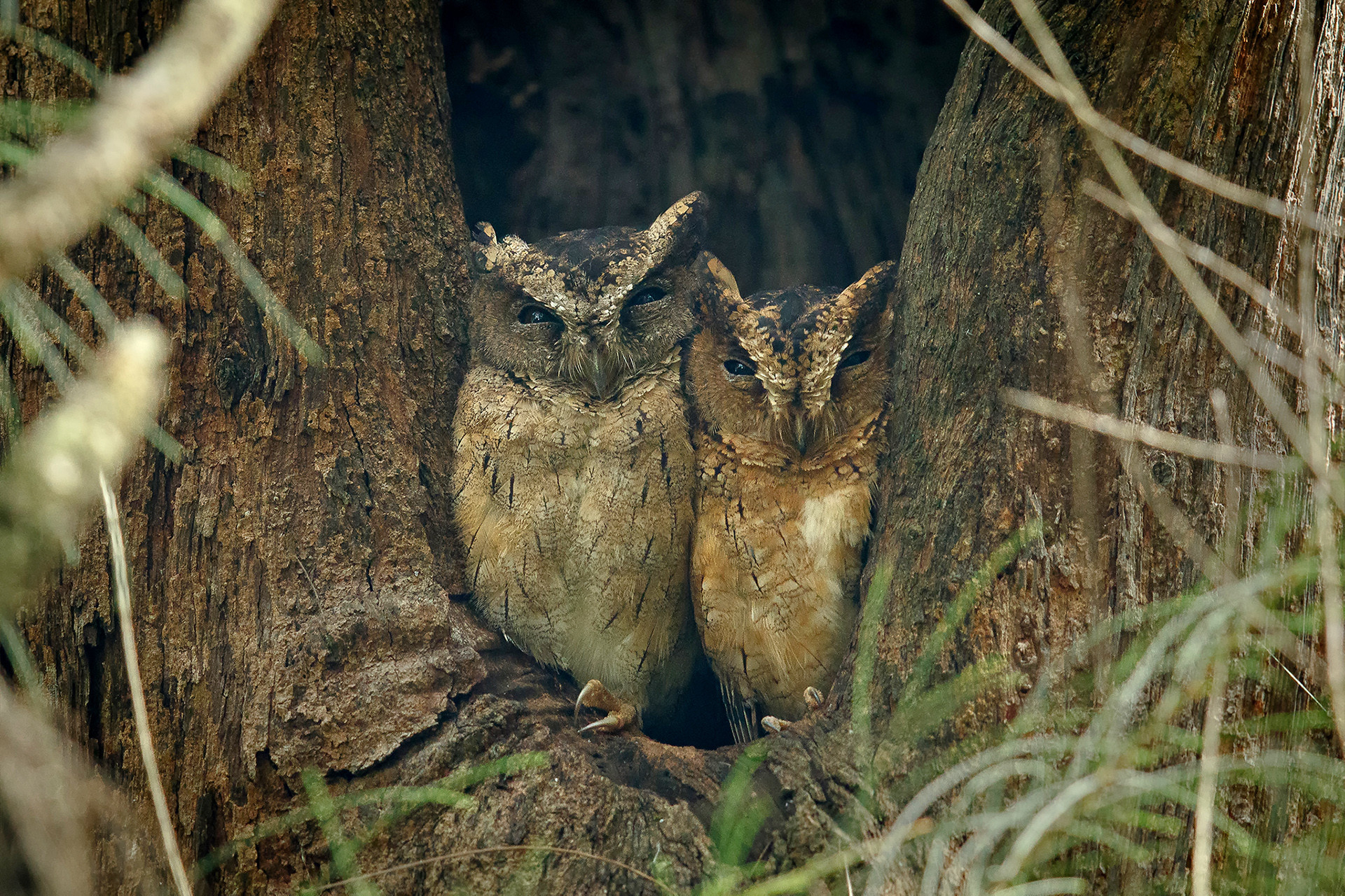Indian Scops-Owl Otus bakkamoena