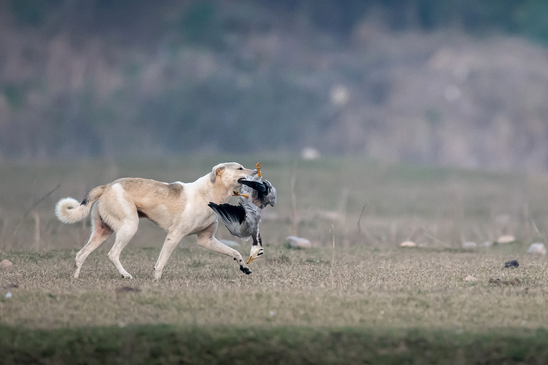 Randeep singh rsa - Indian Wildlife’s Perilous Dog Problem | Nature inFocus
