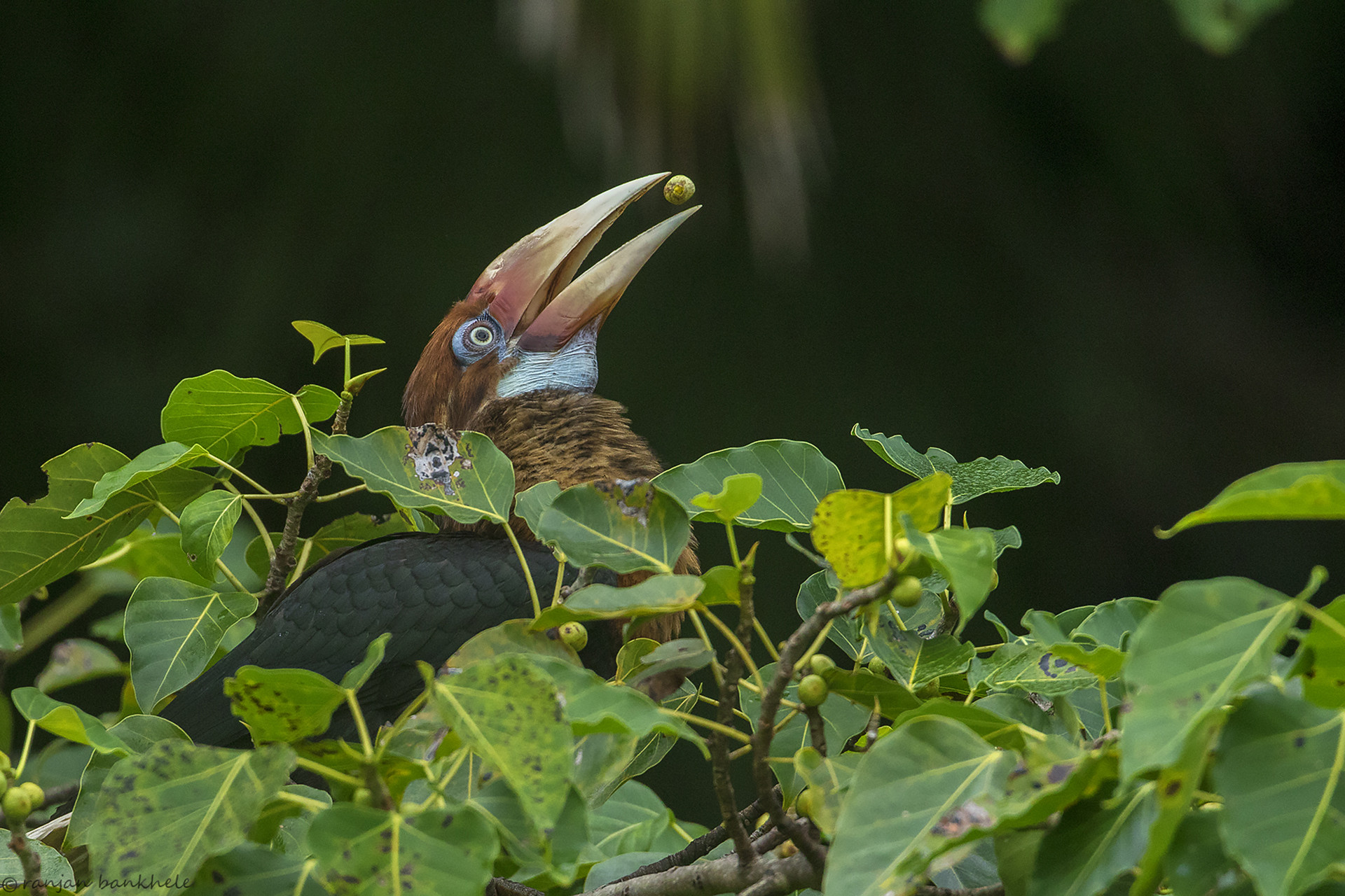 Narcondam Hornbill eating ficus fruit in Narcondam Island in Andaman Nicobar Islands