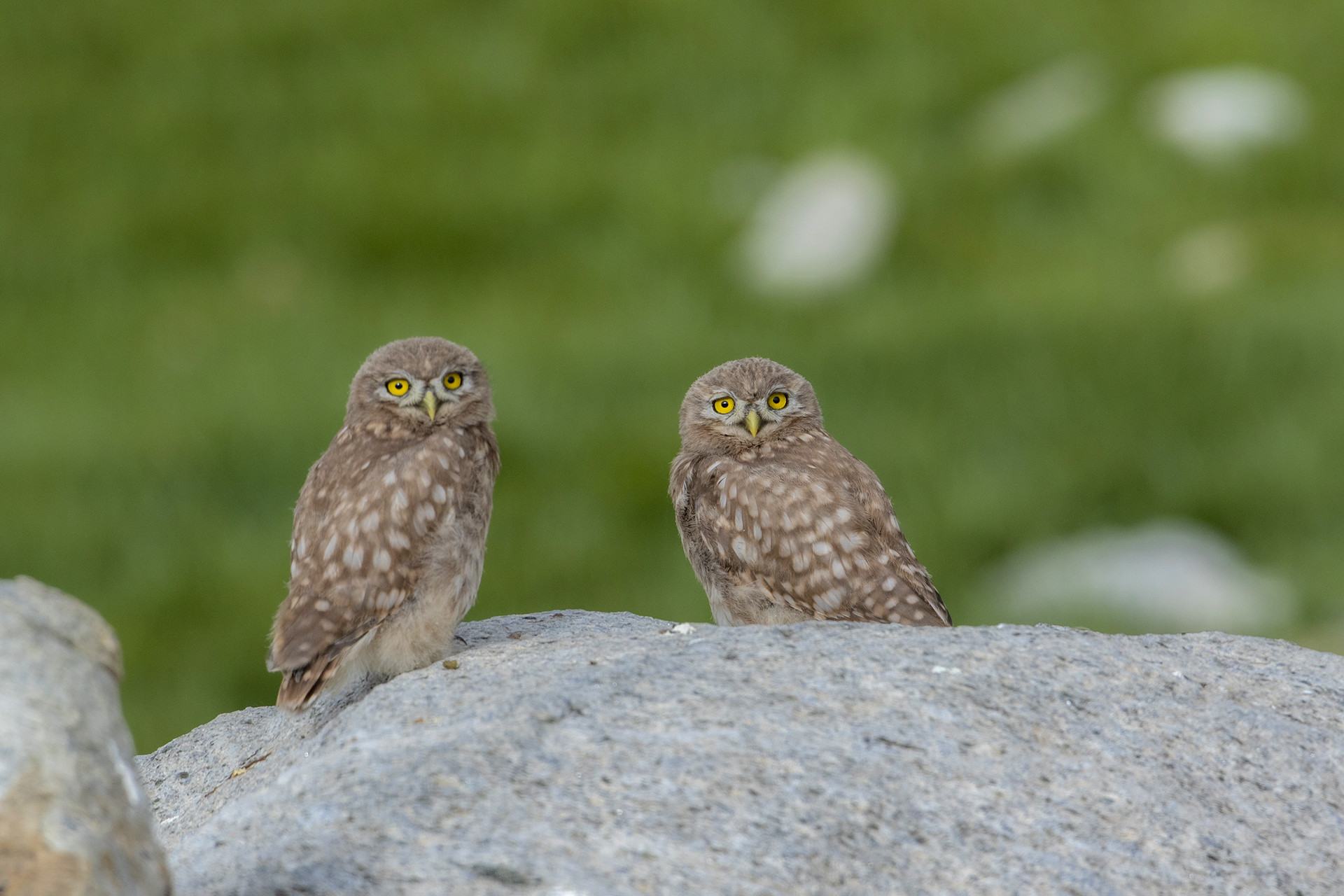 Little Owl Athene noctua in Ladakh