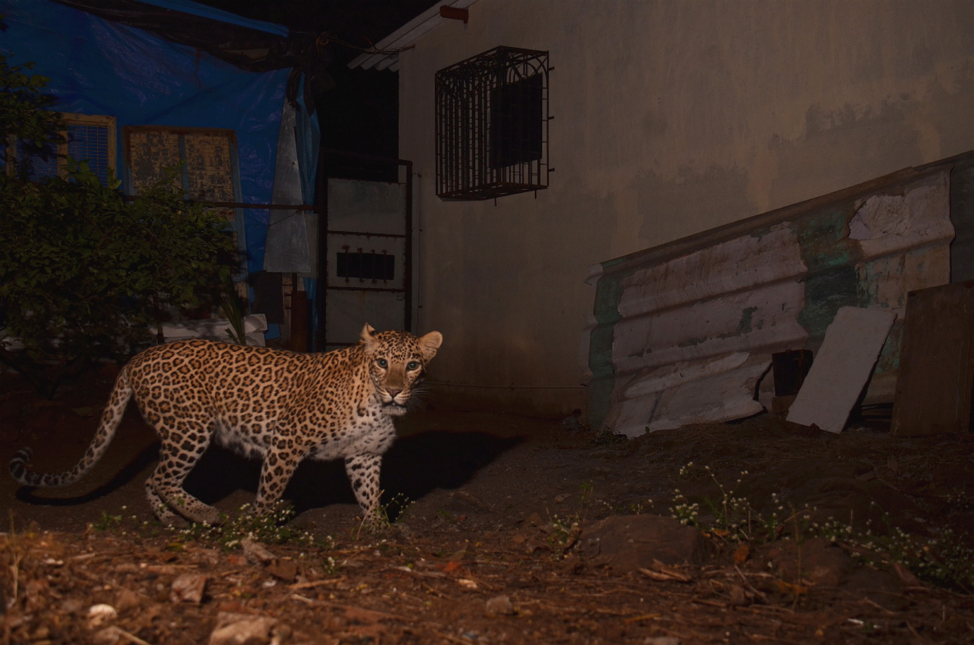 Ranjeet jadhav - 10 Things You Need To Know About Indian Leopards | Nature inFocus