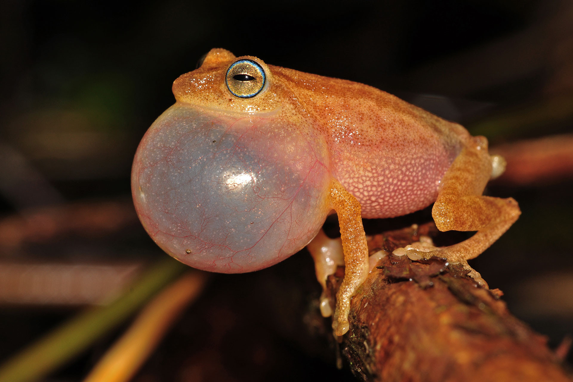 Blue-eyed Yellow Bush Frog Raorchestes luteolus endemic to Western Ghats