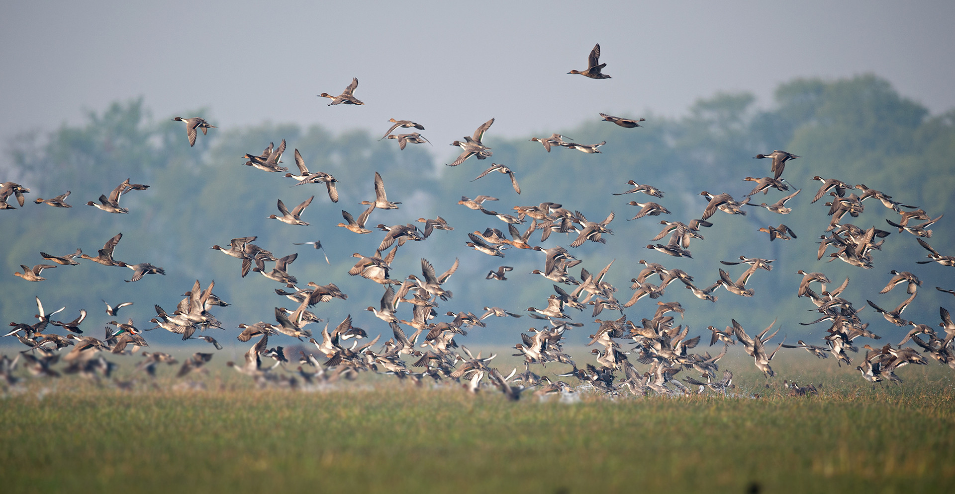 A flock of birds at Bharatpur Keoladeo National Park