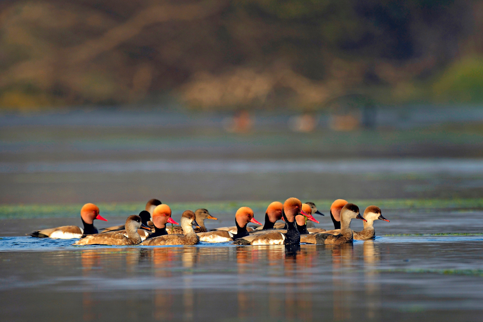 Red-crested Pochard at Bharatpur Bird Sanctuary