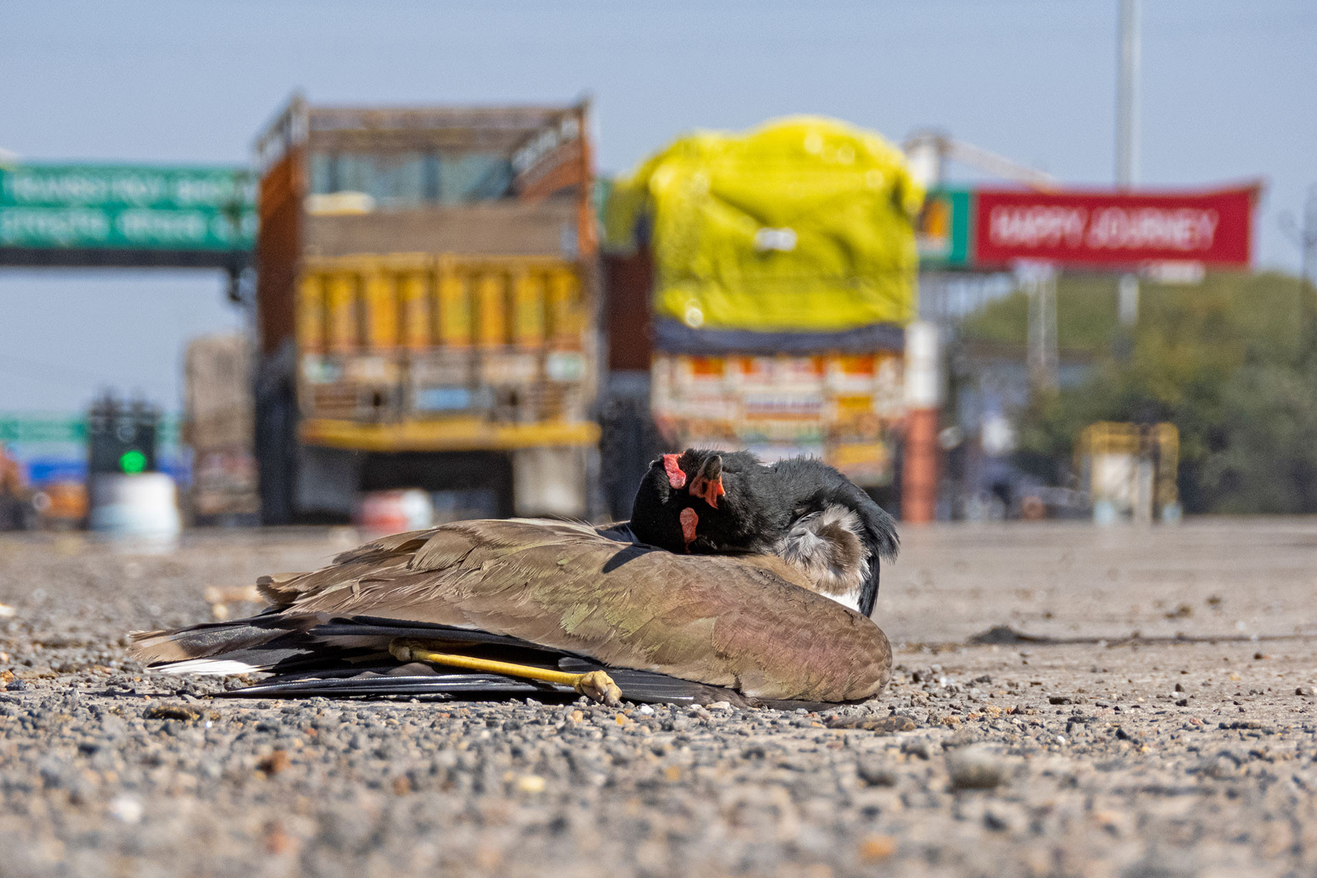 Red Wattled Lapwing roadkill because of linear intrusion