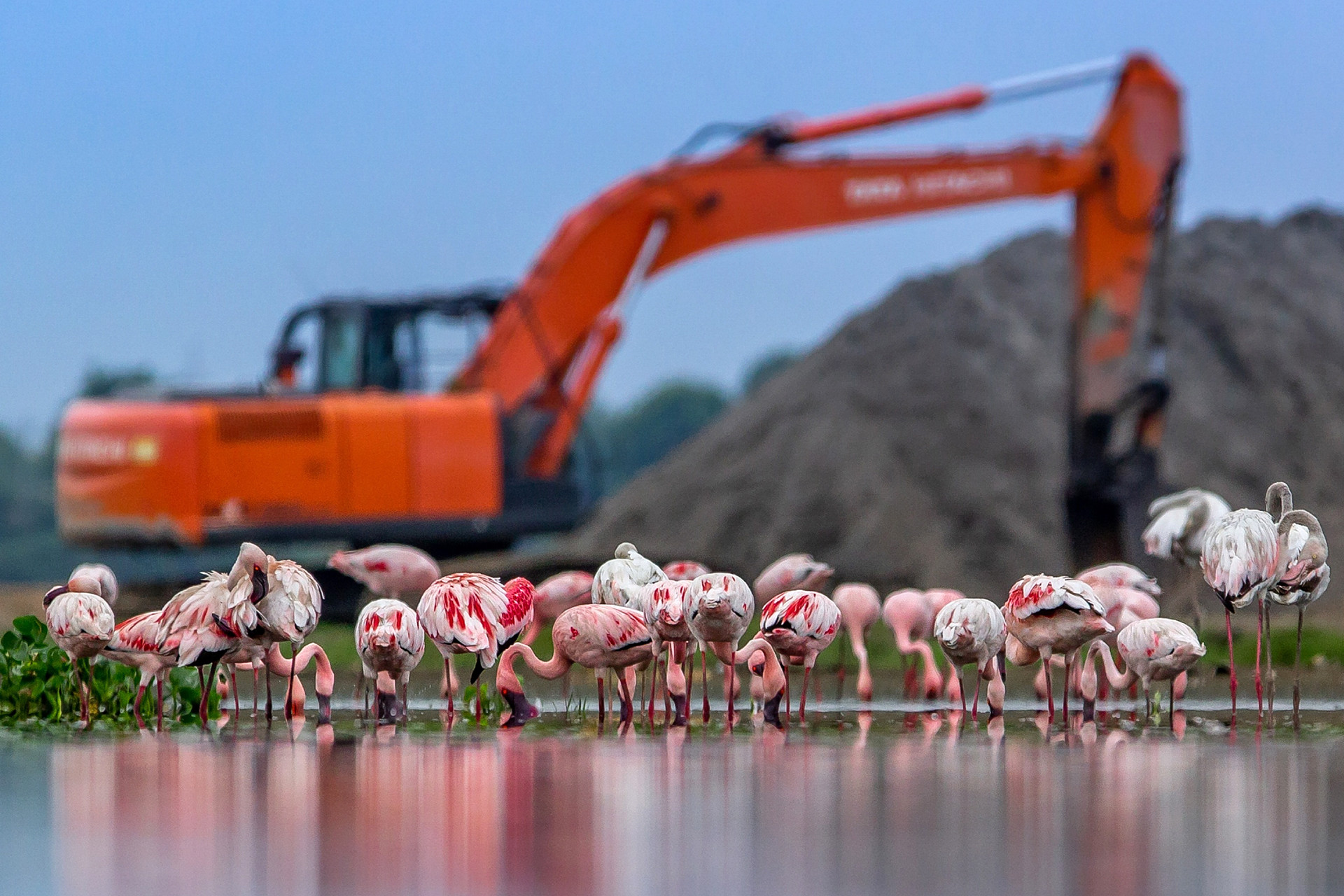 Ravi patel - Top 20 Hive Photographs Of 2020 | Nature inFocus