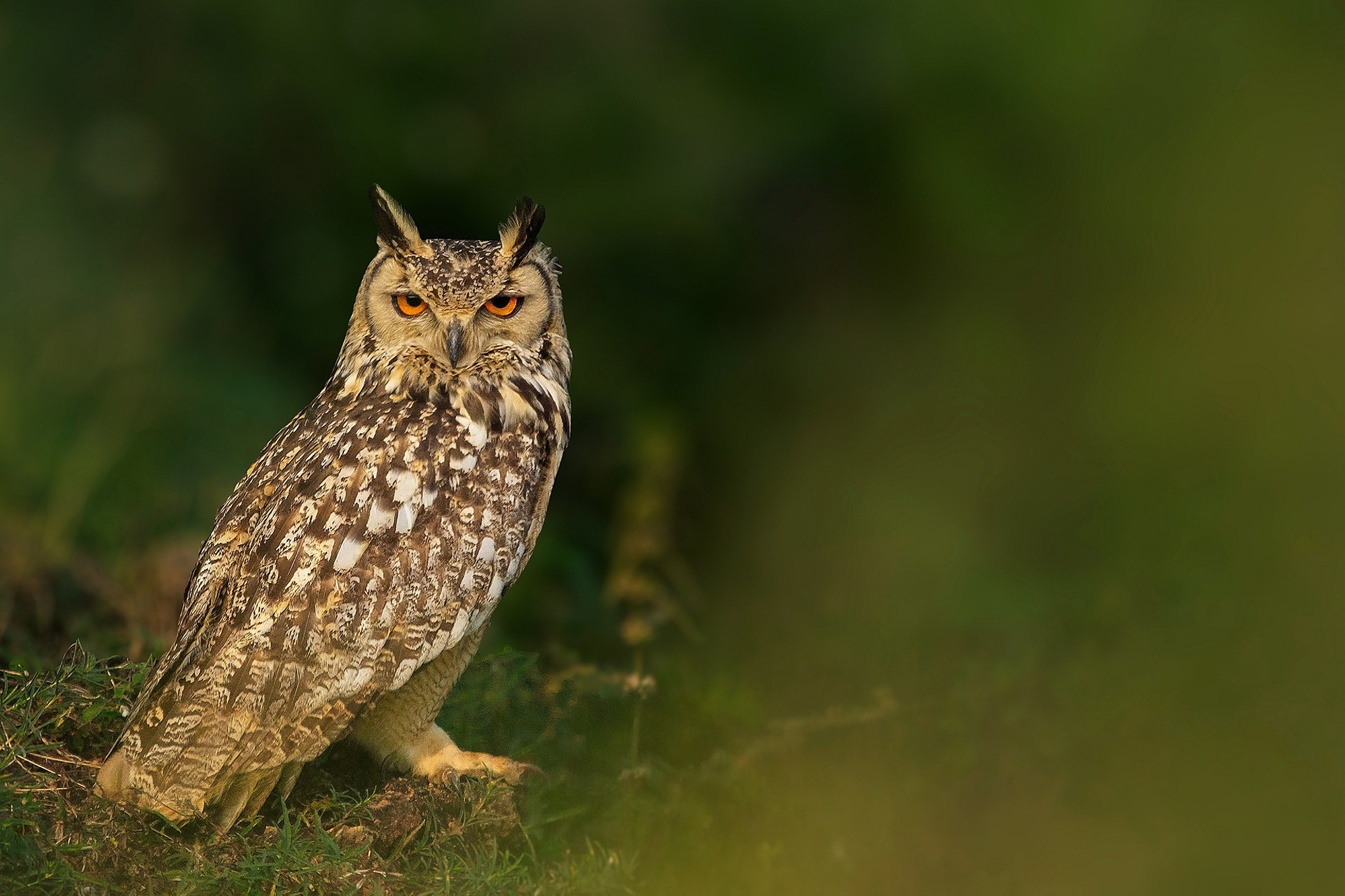 Indian Eagle-Owl or Rock Eagle-Owl Bubo bengalensis
