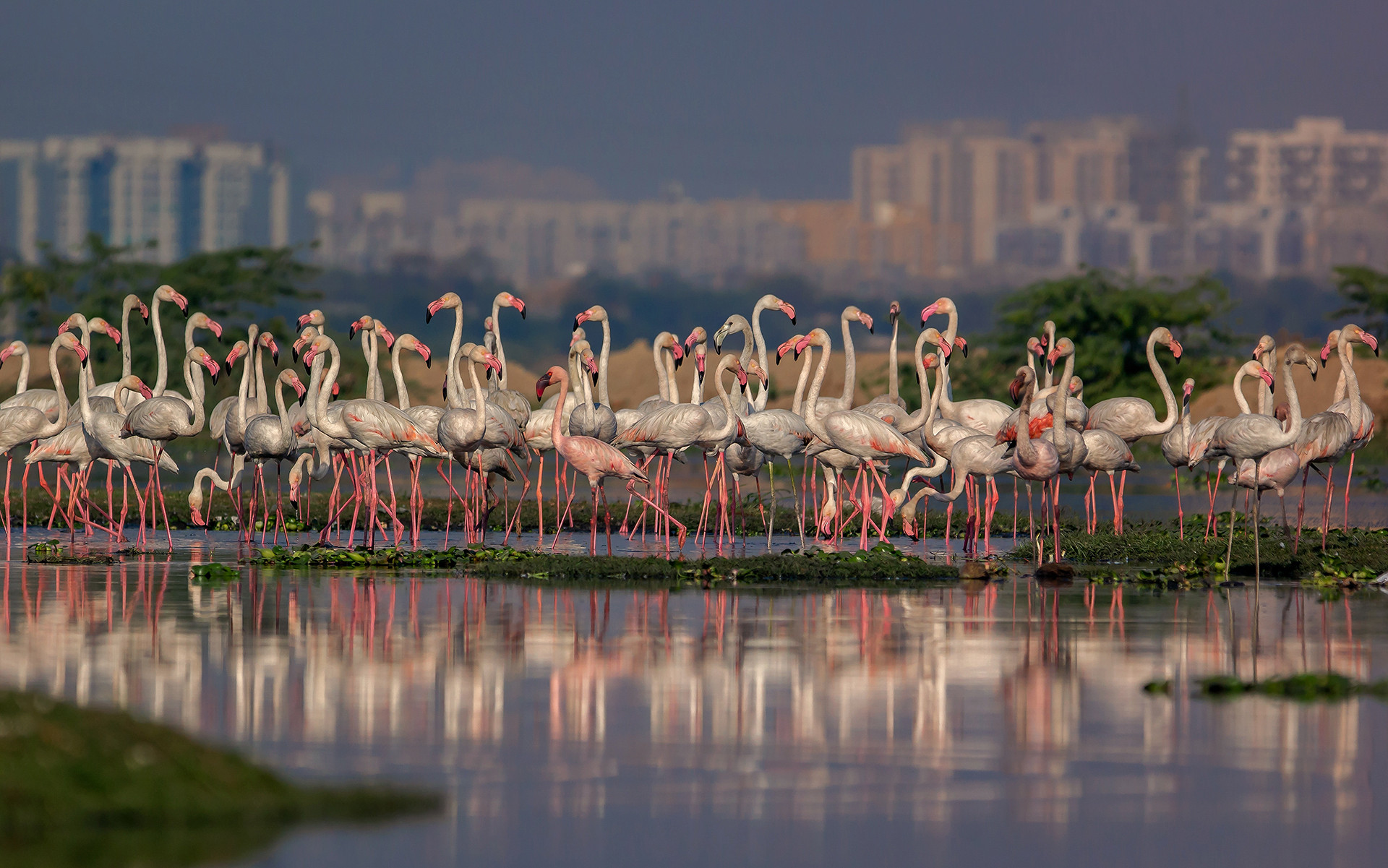 Greater Flamingos at Sarkhej, Ahmedabad