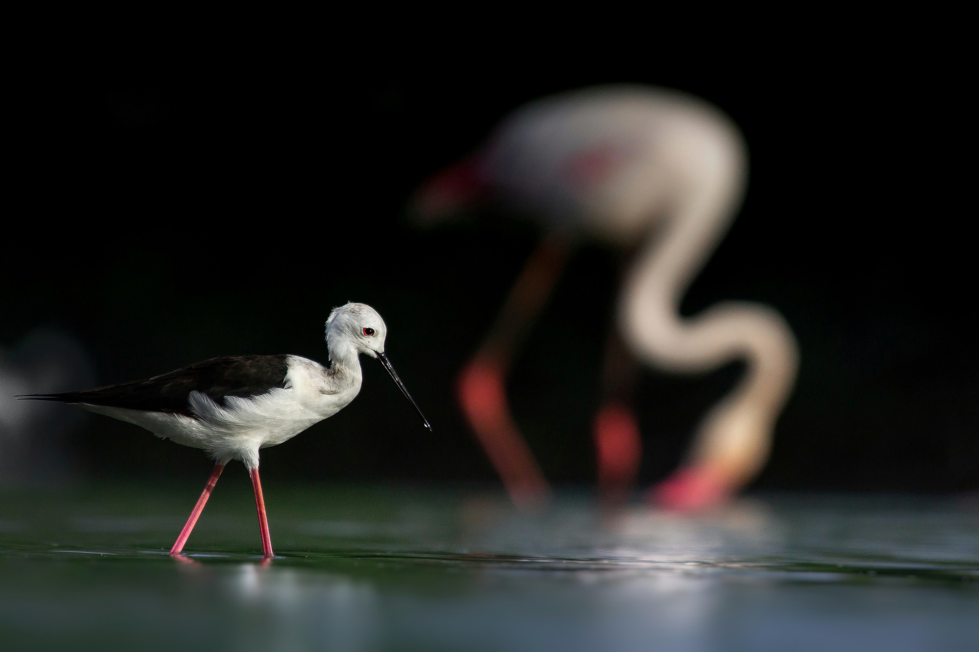 Black-winged Stilt Himantopus himantopus