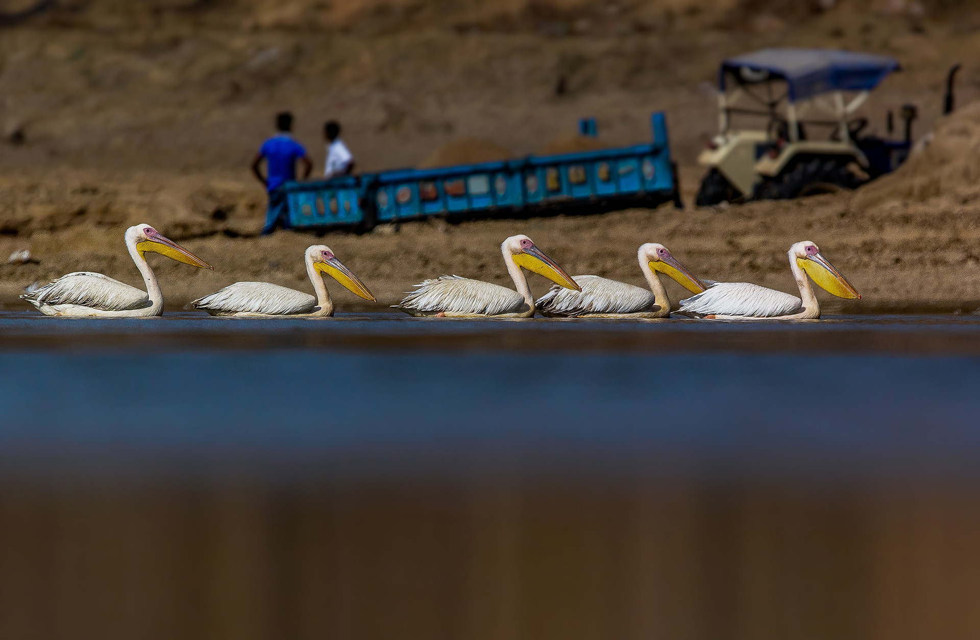 Great White Pelican Pelecanus onocrotalus