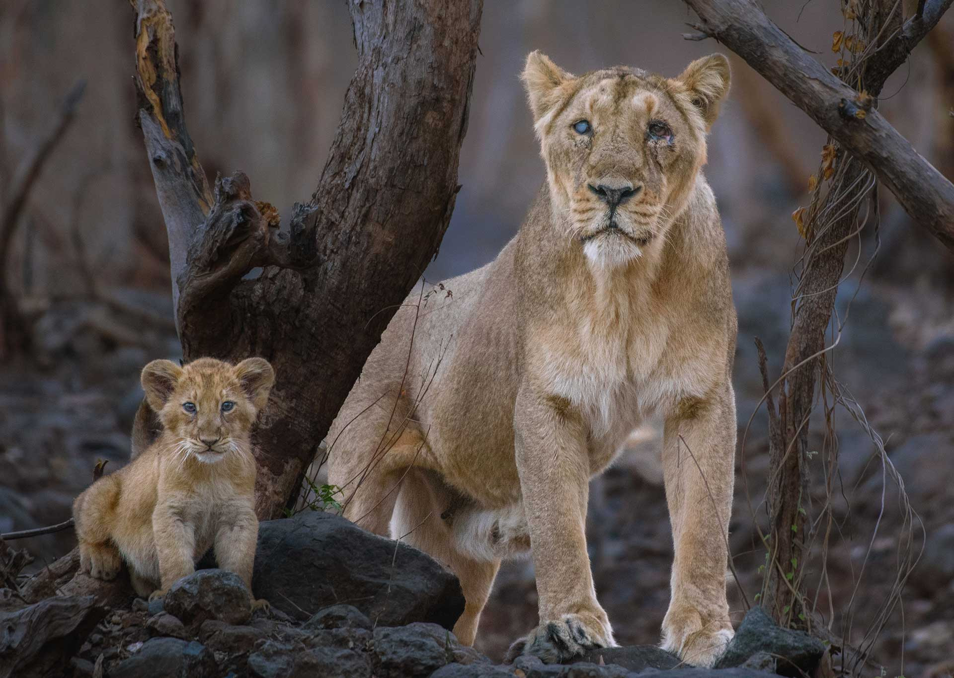 Asiatic Lion mother and cub at Gir | Nature inFocus