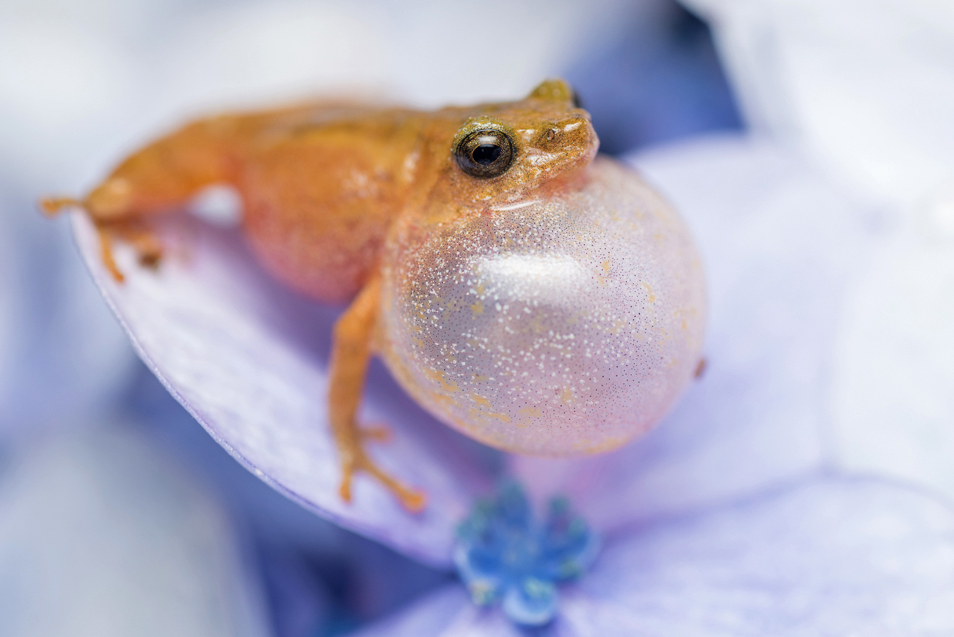 Annandale's Bush Frog perched on a flower and calling