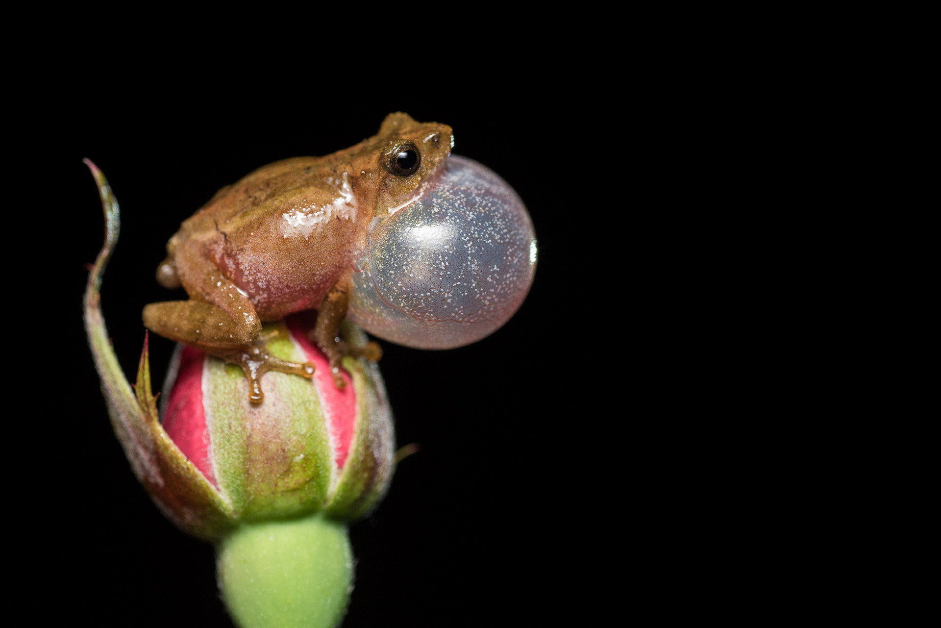 Himalayan Foam Nesting Frog or Darjeeling Bush Frog or Coppersmith Frog