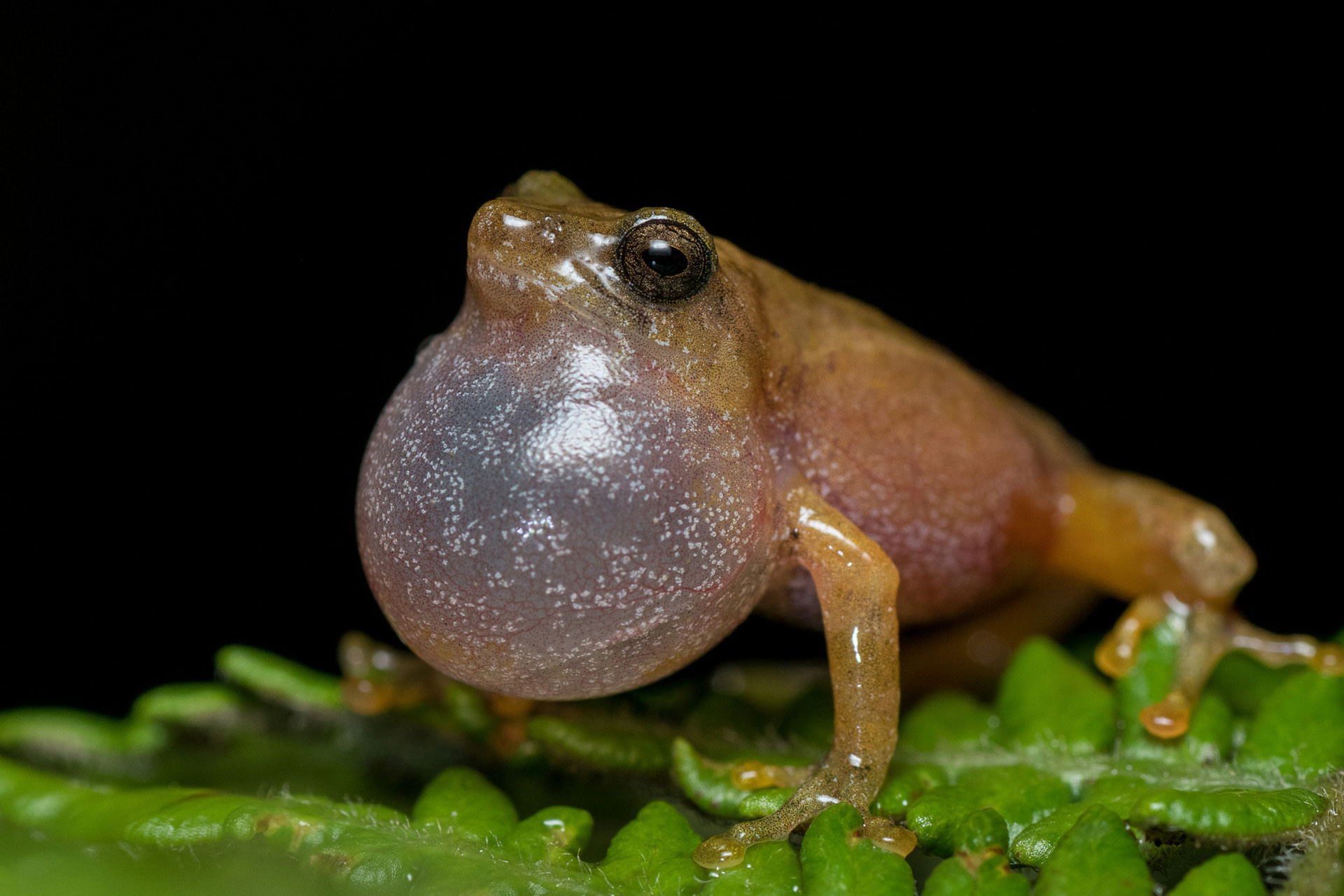 Annandale's Bush Frog (Raochestes annandalii) calling with vocal sacs