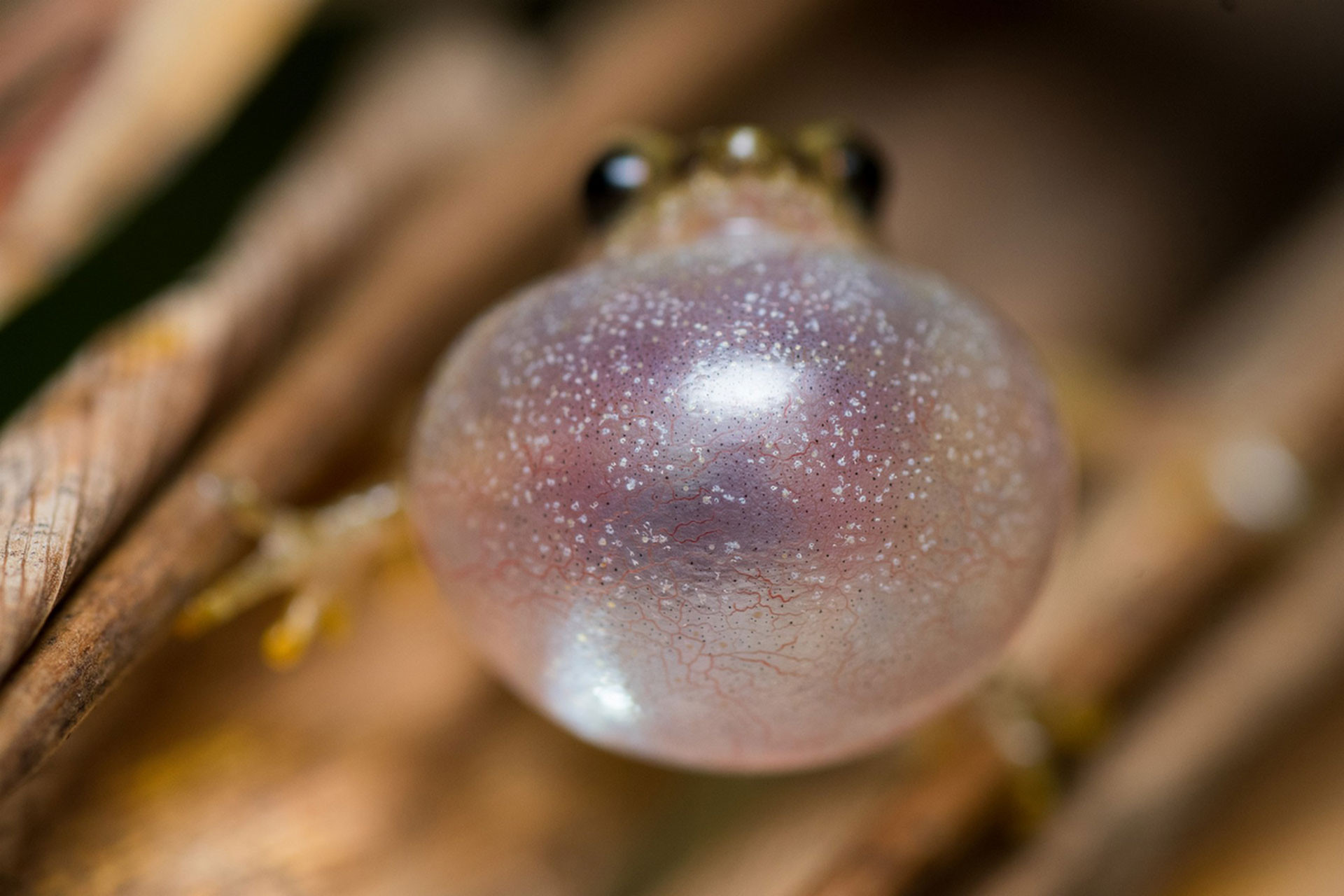 vocal sac of Annandale's Bush Frog (Raochestes annandalii)